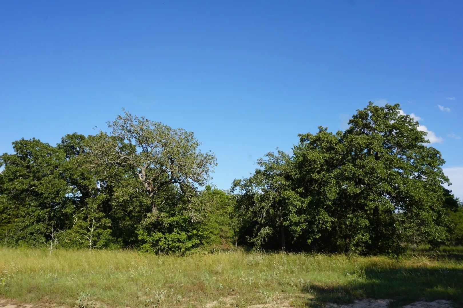 Unimproved Land For Sale in Henderson County , 12641 Private Road 5104, Athens, Texas 75751, 0, 0, Garage spaces, 0 Sqft, built in 0, mls#21391911, Real Estate Agent in Athens, Homes For Sale in Henderson county, Homes For Sale in Athens, Realtor in Athens Texas, Real Estate Brokerage Independent Realty Texas, Luminita Cordes Realtor