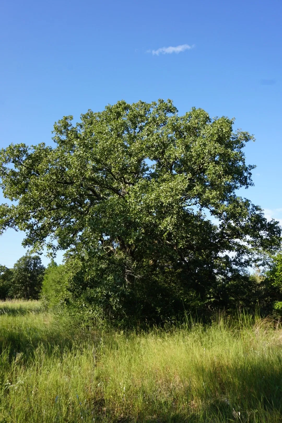 Unimproved Land For Sale in Henderson County , 12641 Private Road 5104, Athens, Texas 75751, 0, 0, Garage spaces, 0 Sqft, built in 0, mls#21391911, Real Estate Agent in Athens, Homes For Sale in Henderson county, Homes For Sale in Athens, Realtor in Athens Texas, Real Estate Brokerage Independent Realty Texas, Luminita Cordes Realtor