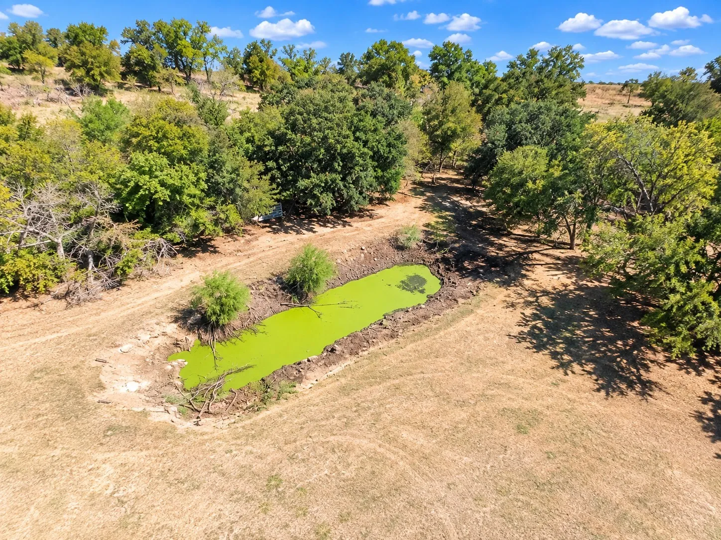Natural pond feature surrounded by varied trees and dry grasses
