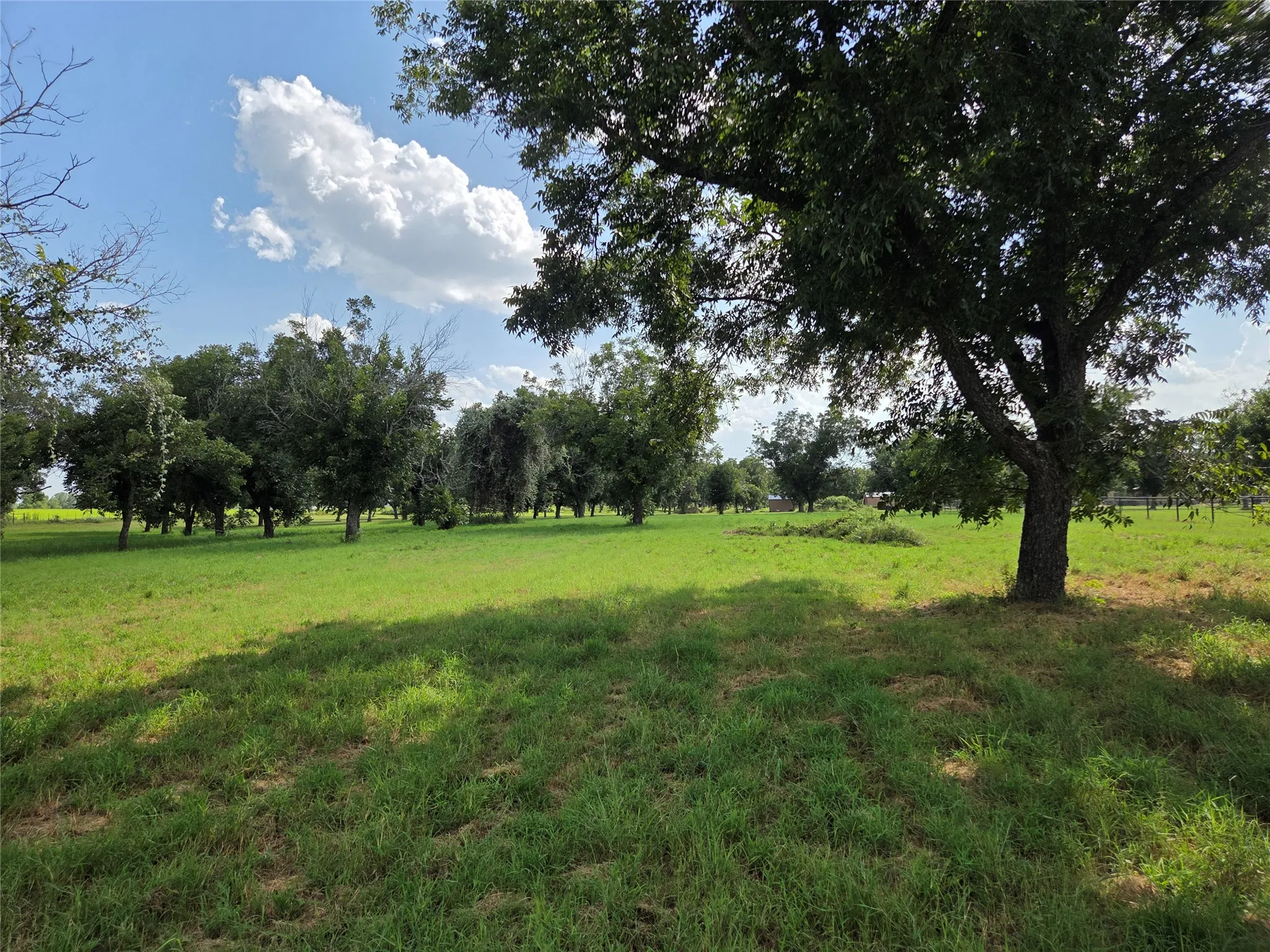 Expansive green space with mature trees