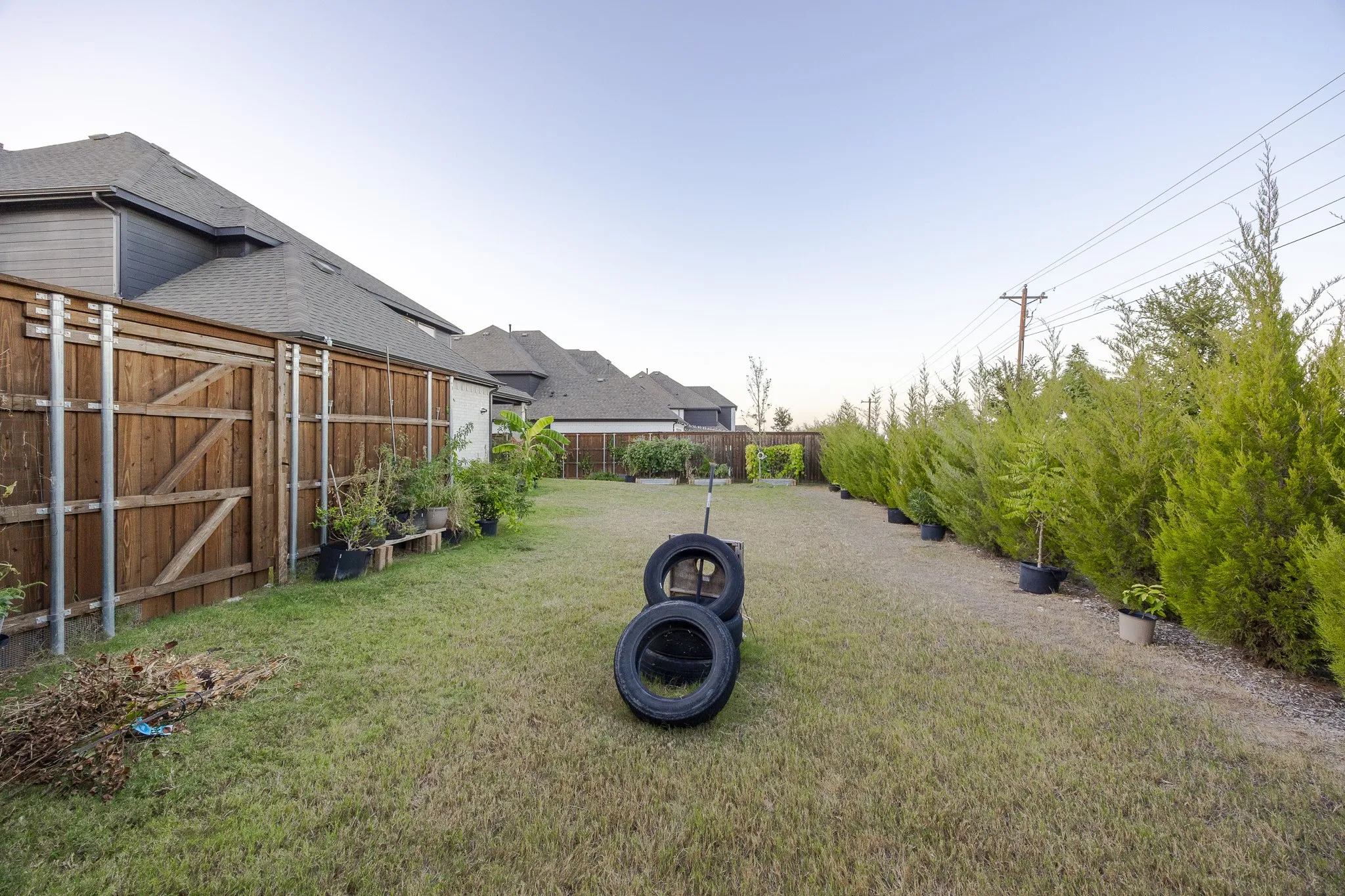 Expansive lawn area with a wood privacy fence and a dense row of mature evergreen shrubs