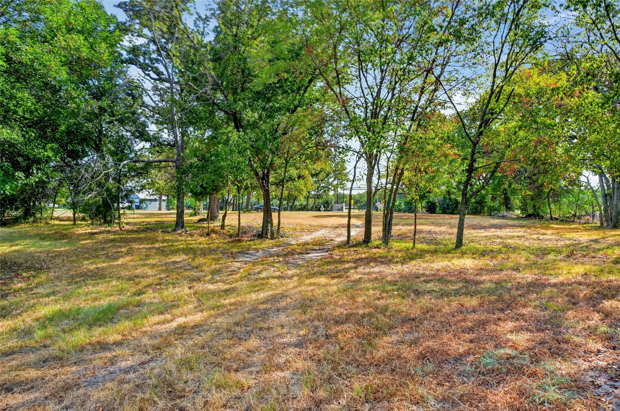 Big Texas Trees & Room to Dream