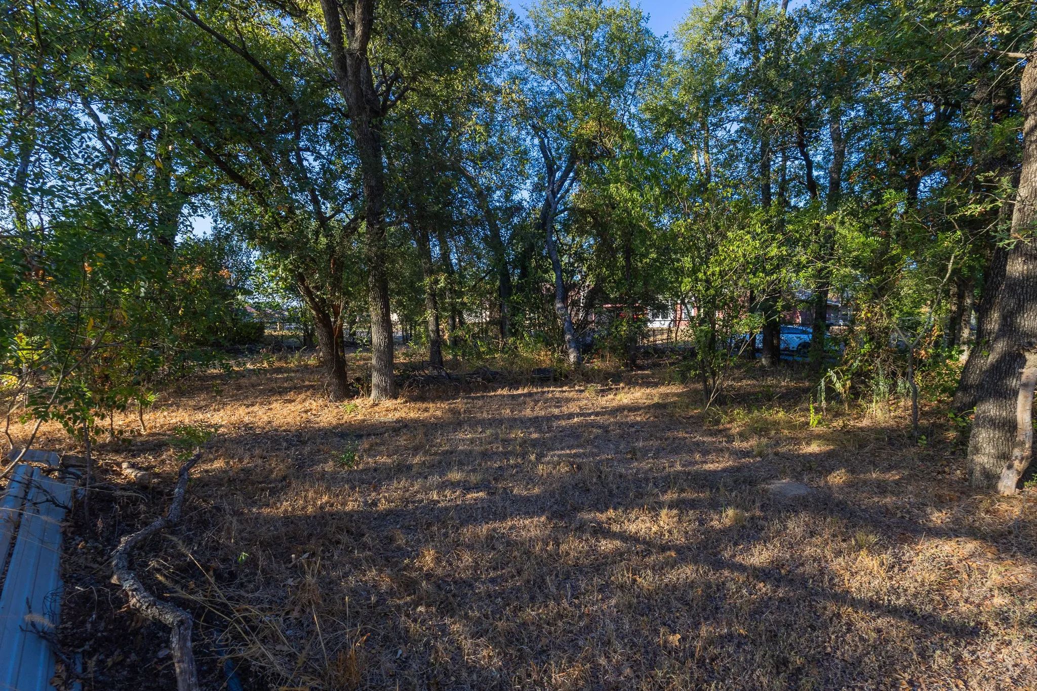 Natural landscape featuring mature trees and ground cover