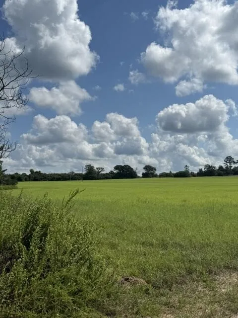Expansive green field with natural ground cover and distant tree line
