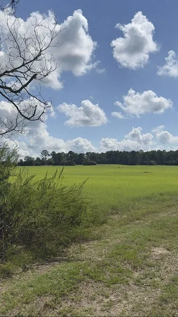 Expansive green field with natural ground cover and a distant tree line