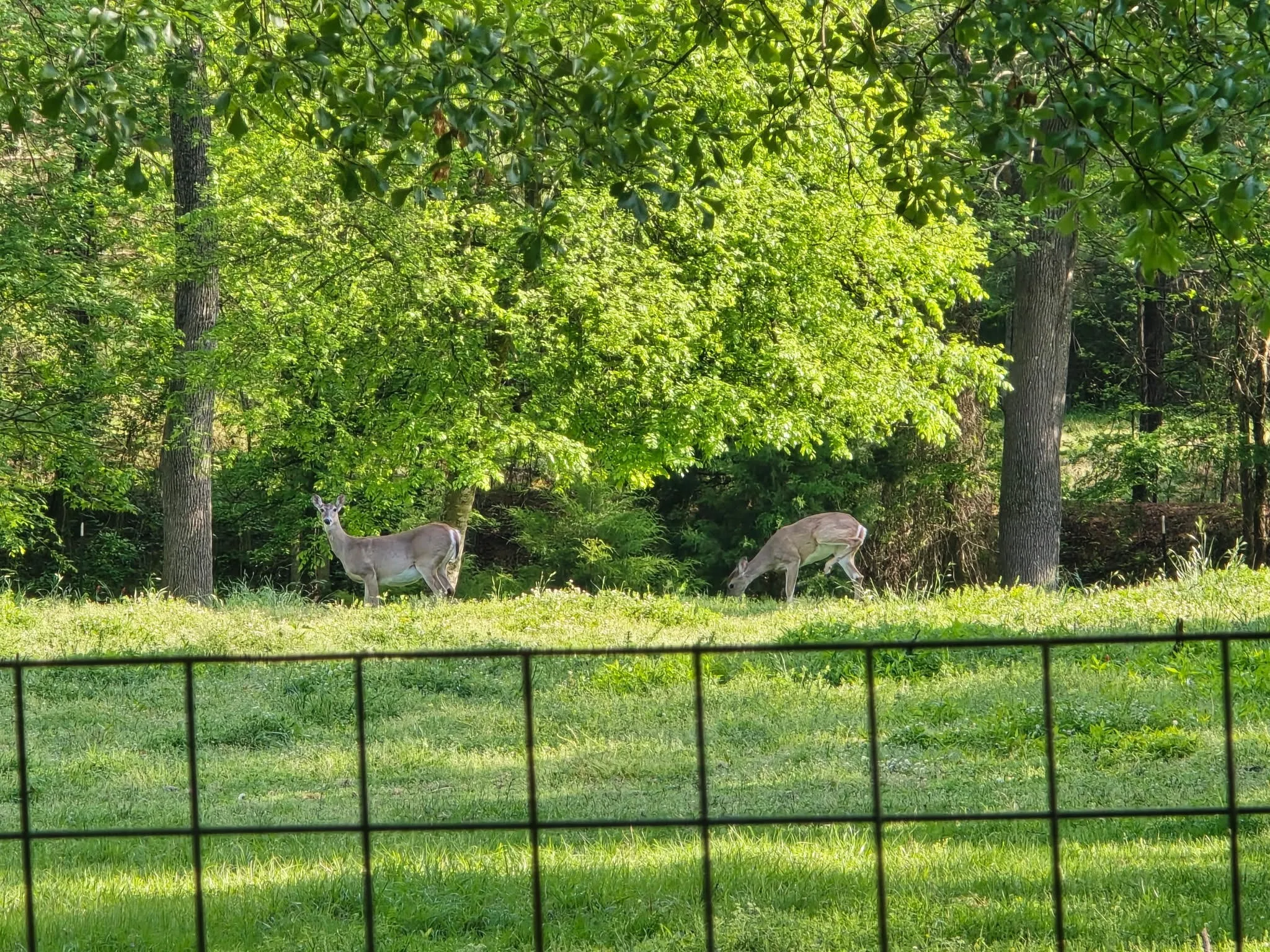 Lots of Wildlife