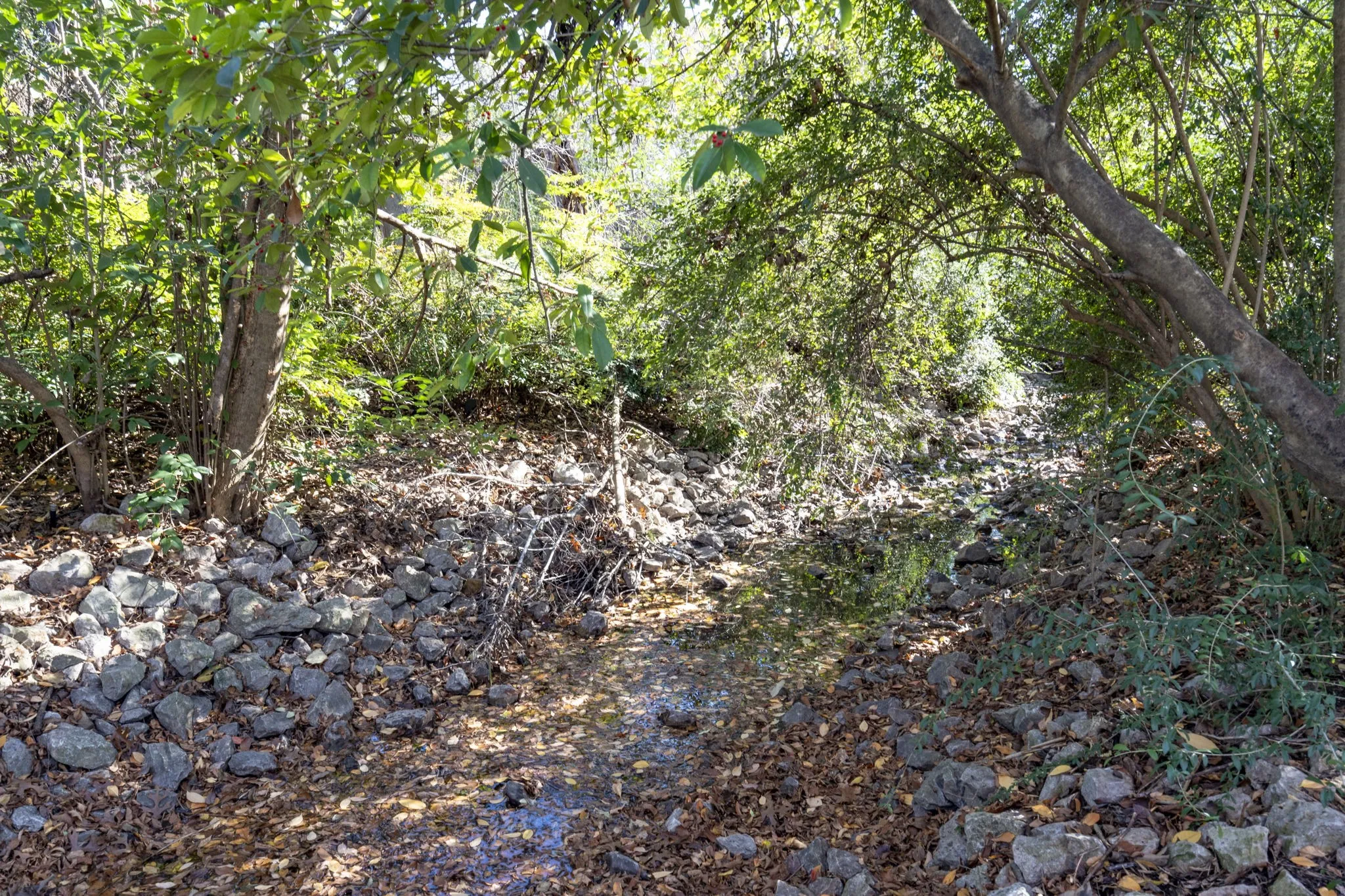View of tree filled area