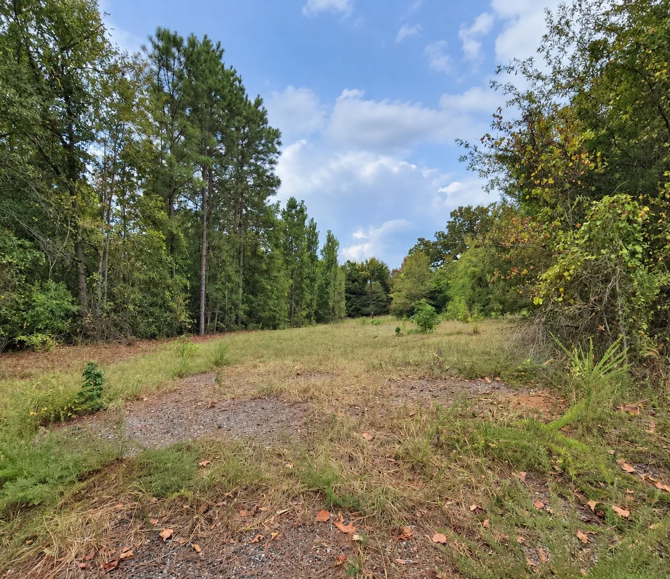 Cleared land area bordered by mature trees