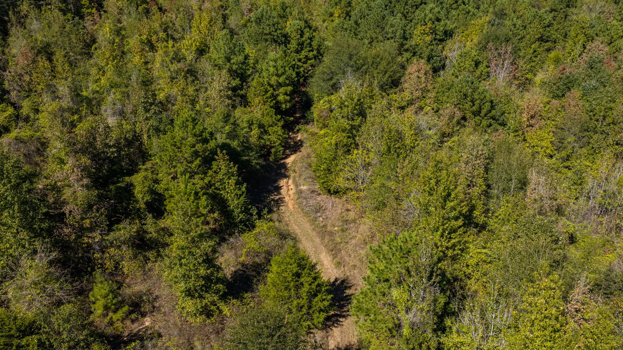Wooded acreage featuring a natural path and varied foliage