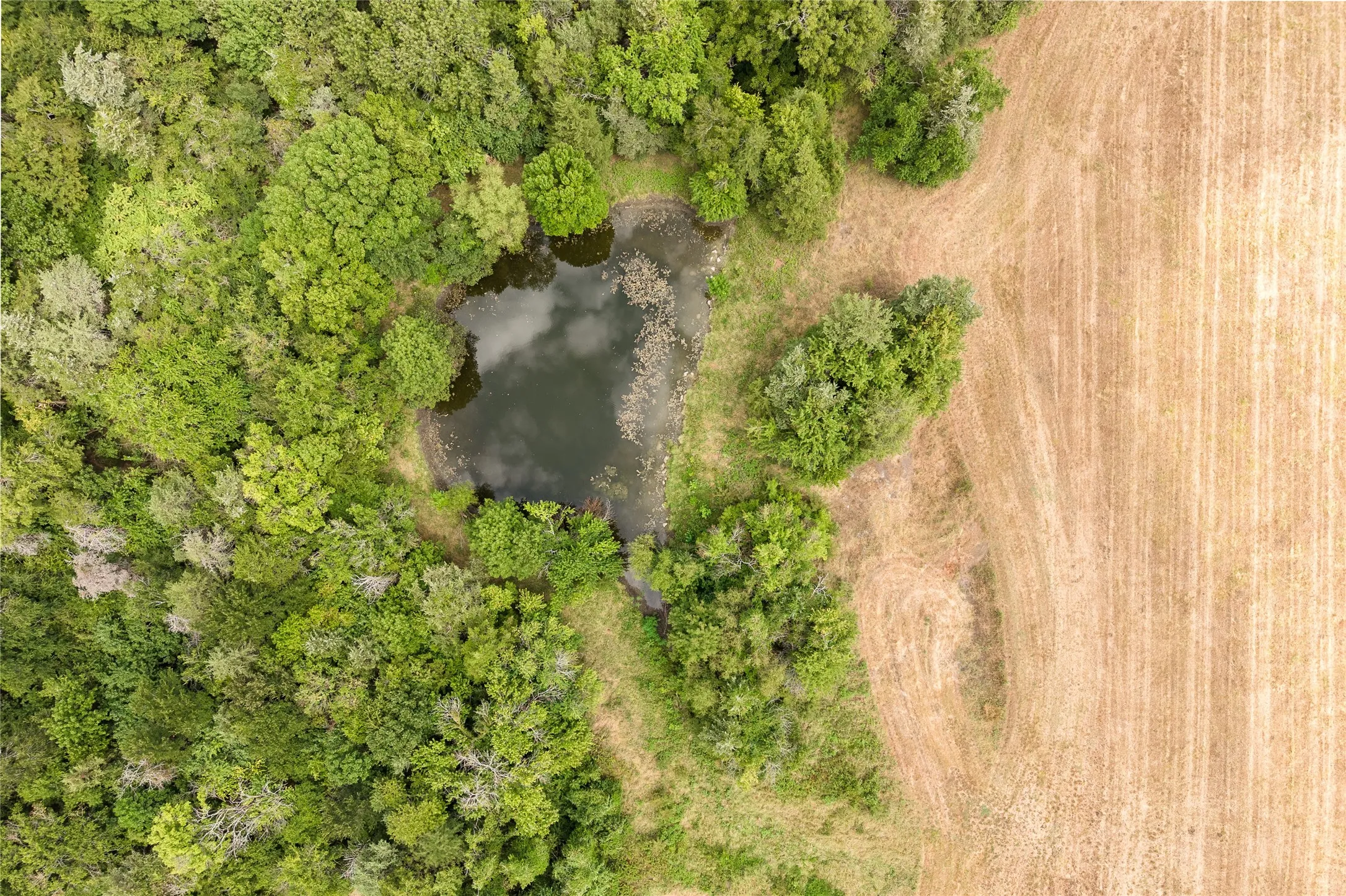 Improved Land For Sale in Fannin County , TBD 000 FM 1396, Honey Grove, Texas 75446, 0, 0, Garage spaces, 0 Sqft, built in 0, mls#21393385, Real Estate Agent in Honey Grove, Homes For Sale in Fannin county, Homes For Sale in Honey Grove, Realtor in Honey Grove Texas, Real Estate Brokerage Independent Realty Texas, Luminita Cordes Realtor