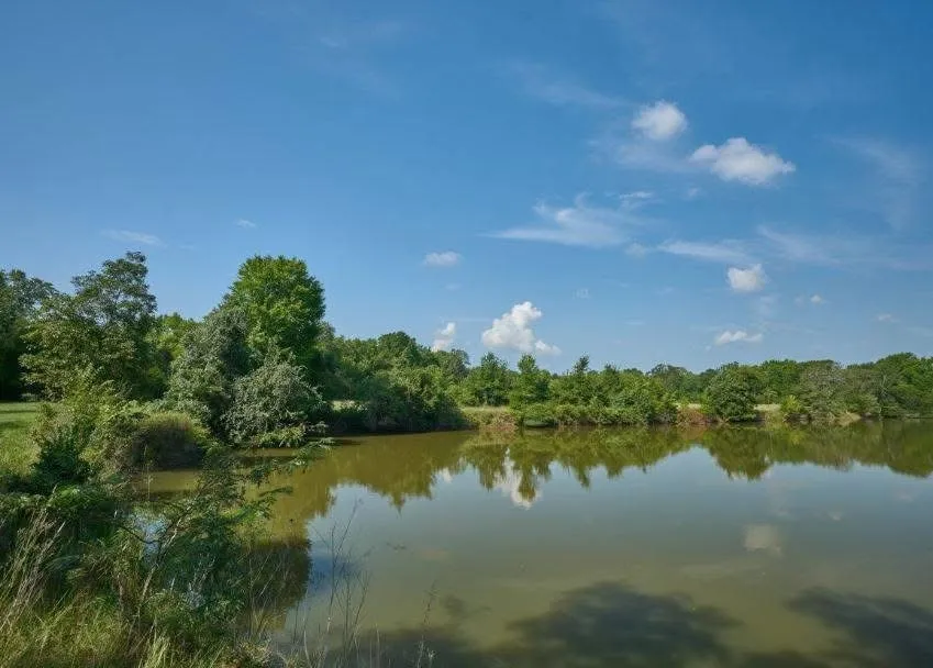 Expansive waterscape with a natural shoreline and mature trees