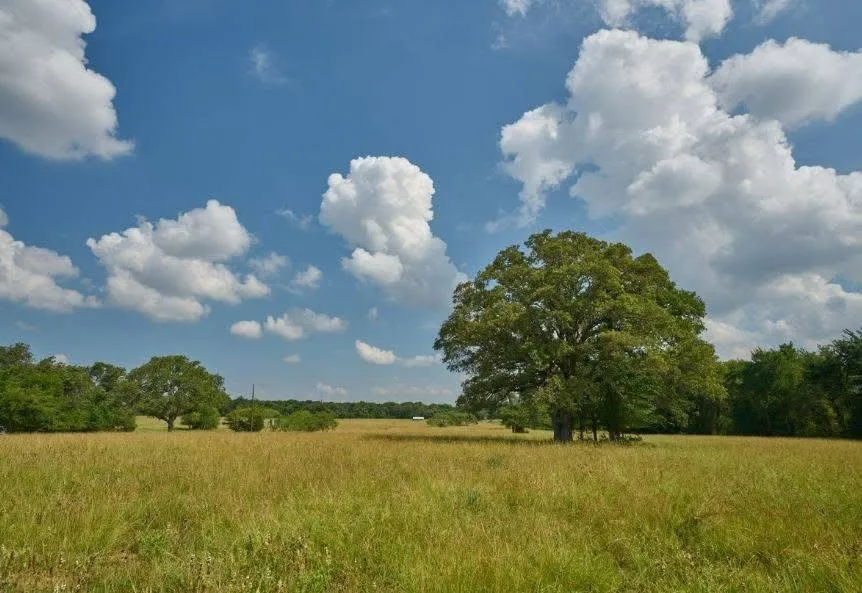 Expansive open field with scattered mature trees and natural vegetation