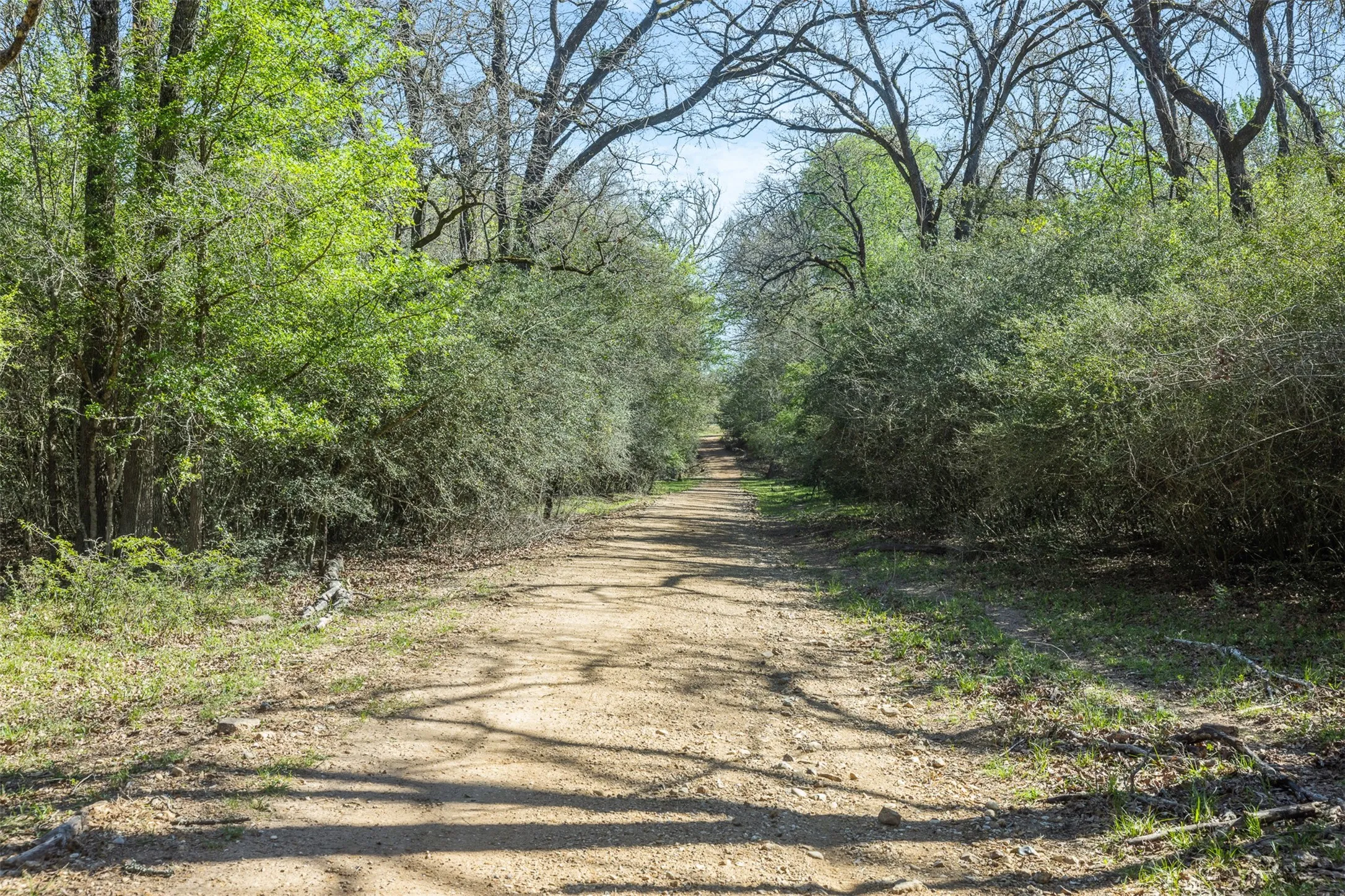 Expansive natural setting featuring a dirt path, mature trees, and dense foliage