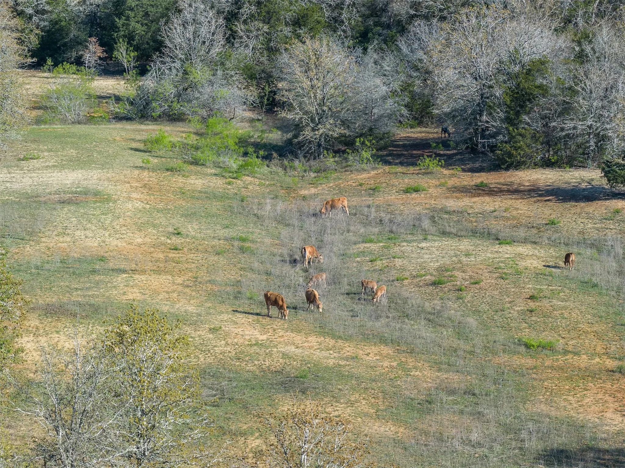 Ranch For Sale in Milam County , 2313 E US Highway 79, Rockdale, Texas 76567, 0, 0, Garage spaces, 0 Sqft, built in 2002, mls#21393590, Real Estate Agent in Rockdale, Homes For Sale in Milam county, Homes For Sale in Rockdale, Realtor in Rockdale Texas, Real Estate Brokerage Independent Realty Texas, Luminita Cordes Realtor