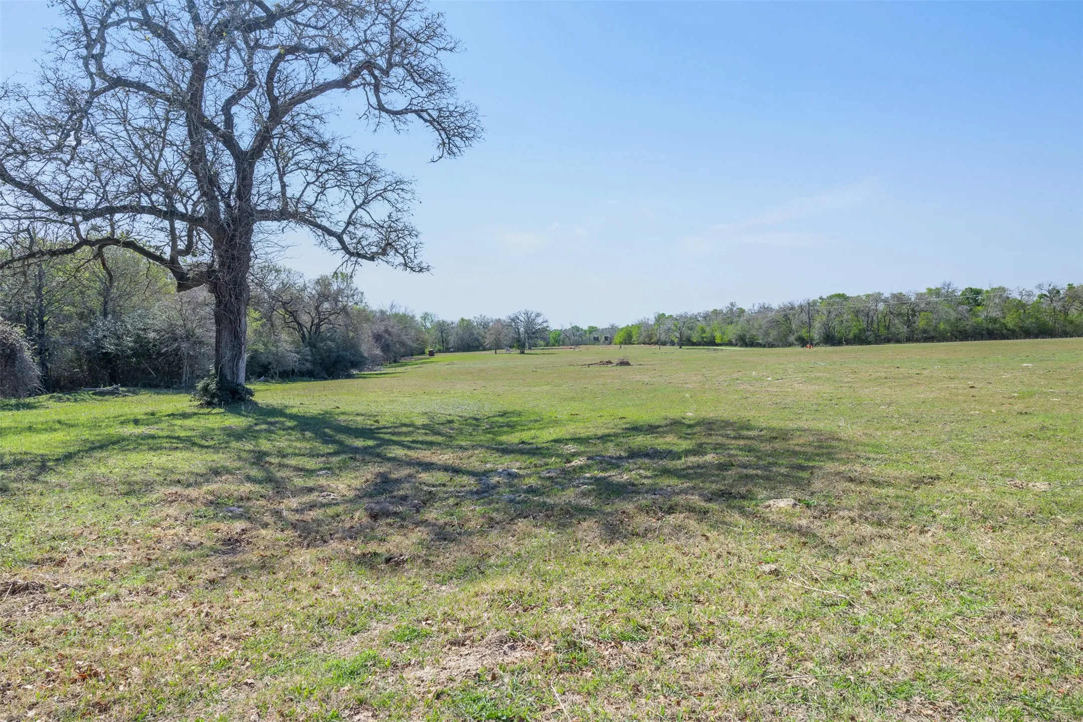 Expansive green field with a large, mature tree and surrounding distant tree line