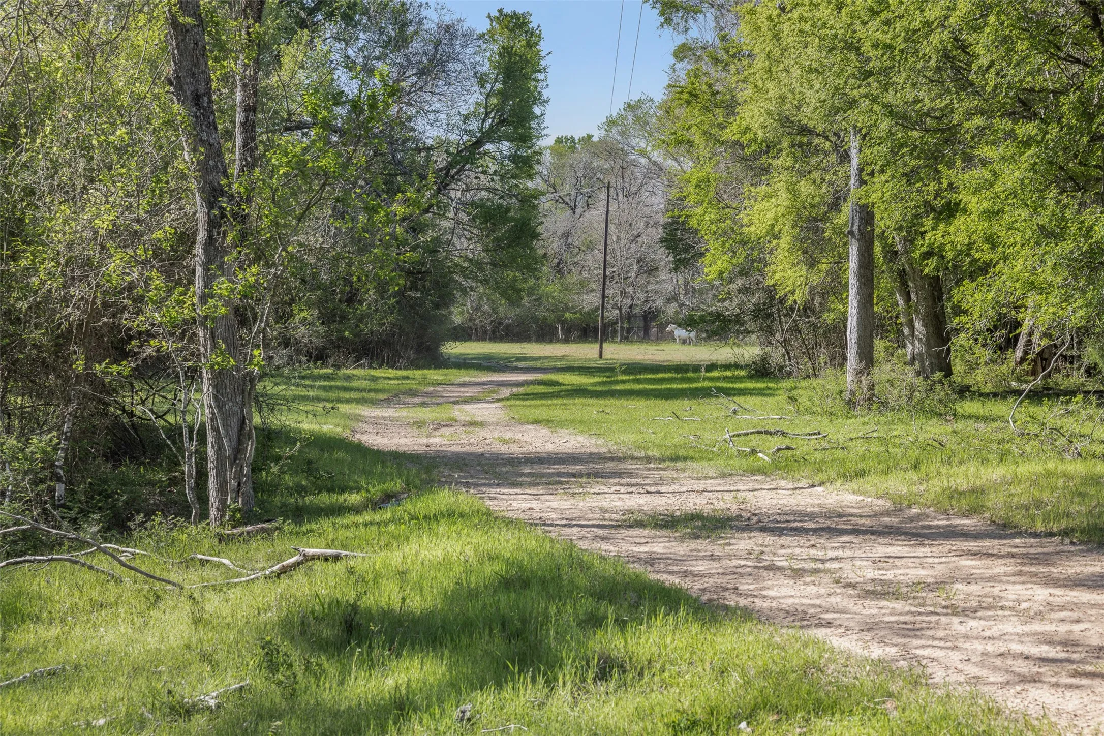 Expansive property featuring a winding dirt path, mature trees, and natural landscaping