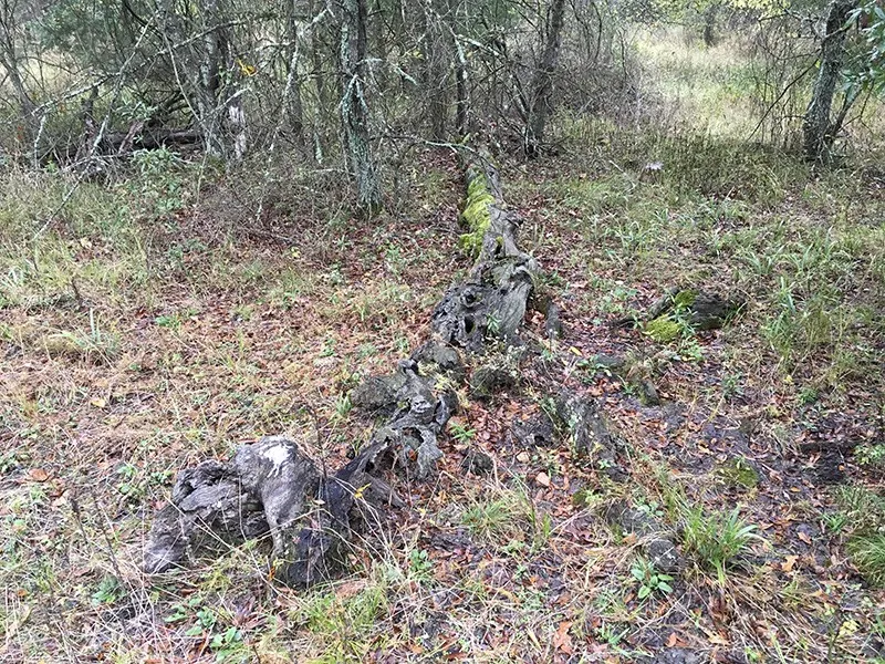 Unimproved Land For Sale in Rains County , Rains County Rd #3150, Emory, Texas 75440, 0, 0, Garage spaces, 0 Sqft, built in 0, mls#21393626, Real Estate Agent in Emory, Homes For Sale in Rains county, Homes For Sale in Emory, Realtor in Emory Texas, Real Estate Brokerage Independent Realty Texas, Luminita Cordes Realtor