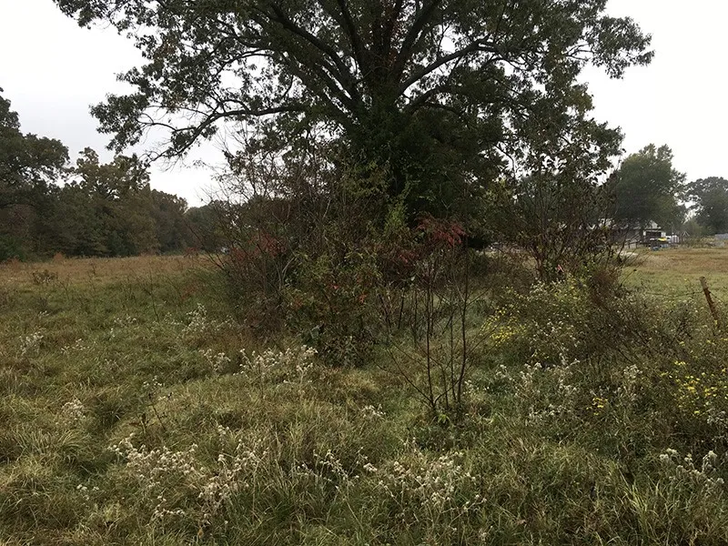 Unimproved Land For Sale in Rains County , Rains County Rd #3150, Emory, Texas 75440, 0, 0, Garage spaces, 0 Sqft, built in 0, mls#21393626, Real Estate Agent in Emory, Homes For Sale in Rains county, Homes For Sale in Emory, Realtor in Emory Texas, Real Estate Brokerage Independent Realty Texas, Luminita Cordes Realtor