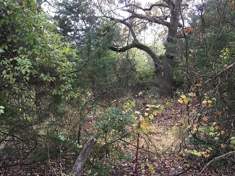 Unimproved Land For Sale in Rains County , Rains County Rd #3150, Emory, Texas 75440, 0, 0, Garage spaces, 0 Sqft, built in 0, mls#21393626, Real Estate Agent in Emory, Homes For Sale in Rains county, Homes For Sale in Emory, Realtor in Emory Texas, Real Estate Brokerage Independent Realty Texas, Luminita Cordes Realtor