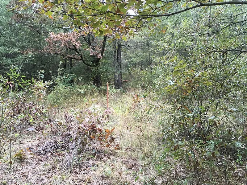 Unimproved Land For Sale in Rains County , Rains County Rd #3150, Emory, Texas 75440, 0, 0, Garage spaces, 0 Sqft, built in 0, mls#21393626, Real Estate Agent in Emory, Homes For Sale in Rains county, Homes For Sale in Emory, Realtor in Emory Texas, Real Estate Brokerage Independent Realty Texas, Luminita Cordes Realtor