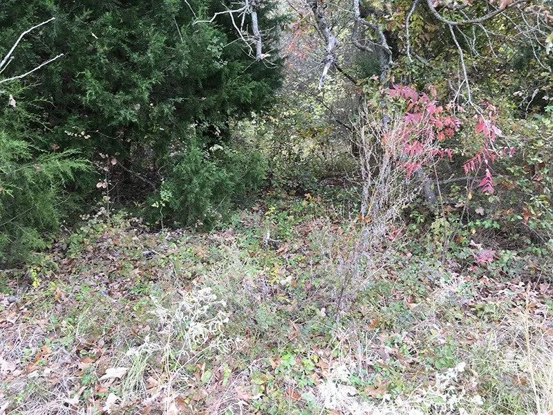 Unimproved Land For Sale in Rains County , Rains County Rd #3150, Emory, Texas 75440, 0, 0, Garage spaces, 0 Sqft, built in 0, mls#21393626, Real Estate Agent in Emory, Homes For Sale in Rains county, Homes For Sale in Emory, Realtor in Emory Texas, Real Estate Brokerage Independent Realty Texas, Luminita Cordes Realtor