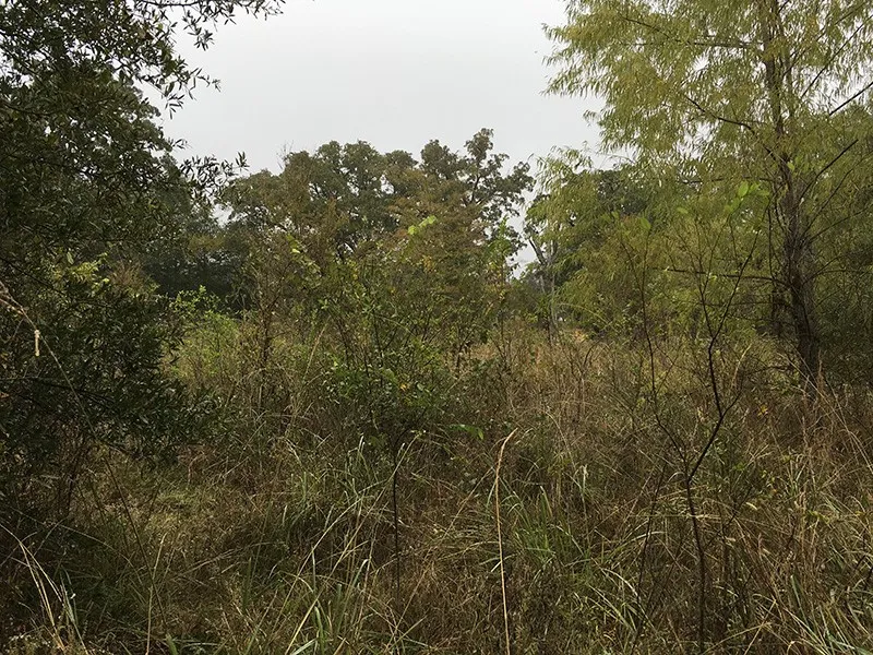 Unimproved Land For Sale in Rains County , Rains County Rd #3150, Emory, Texas 75440, 0, 0, Garage spaces, 0 Sqft, built in 0, mls#21393626, Real Estate Agent in Emory, Homes For Sale in Rains county, Homes For Sale in Emory, Realtor in Emory Texas, Real Estate Brokerage Independent Realty Texas, Luminita Cordes Realtor