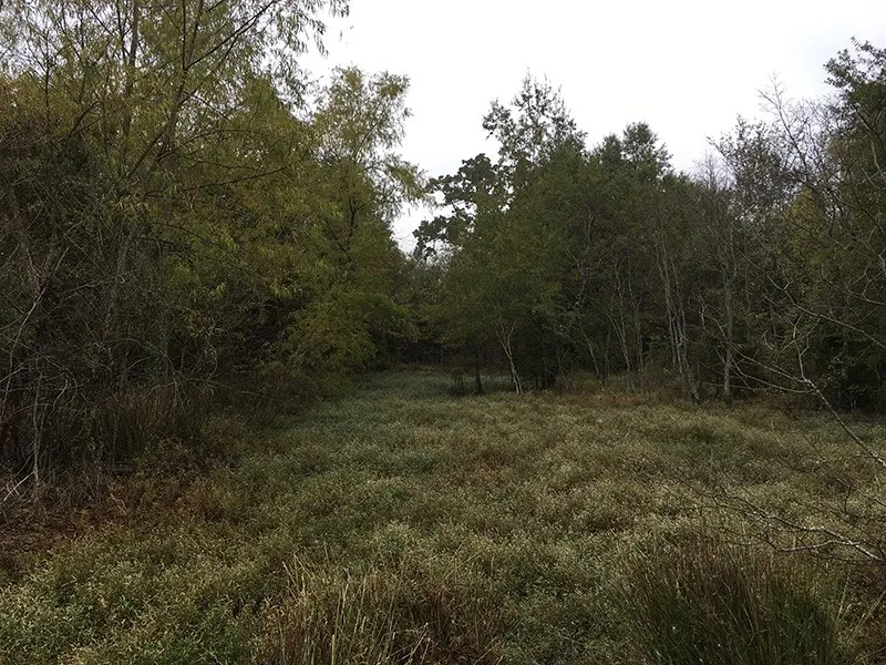 Unimproved Land For Sale in Rains County , Rains County Rd #3150, Emory, Texas 75440, 0, 0, Garage spaces, 0 Sqft, built in 0, mls#21393626, Real Estate Agent in Emory, Homes For Sale in Rains county, Homes For Sale in Emory, Realtor in Emory Texas, Real Estate Brokerage Independent Realty Texas, Luminita Cordes Realtor