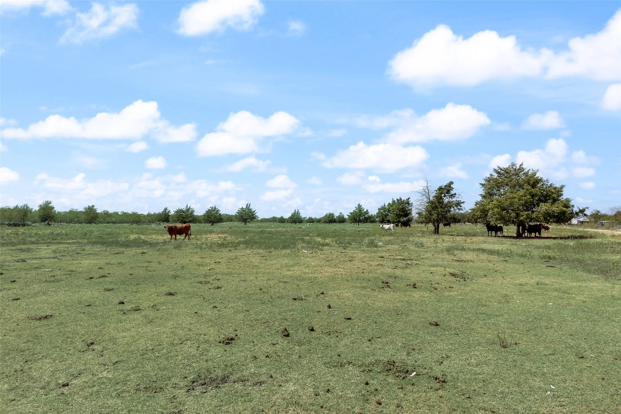 Expansive open pastureland featuring a verdant grass covering and scattered mature trees