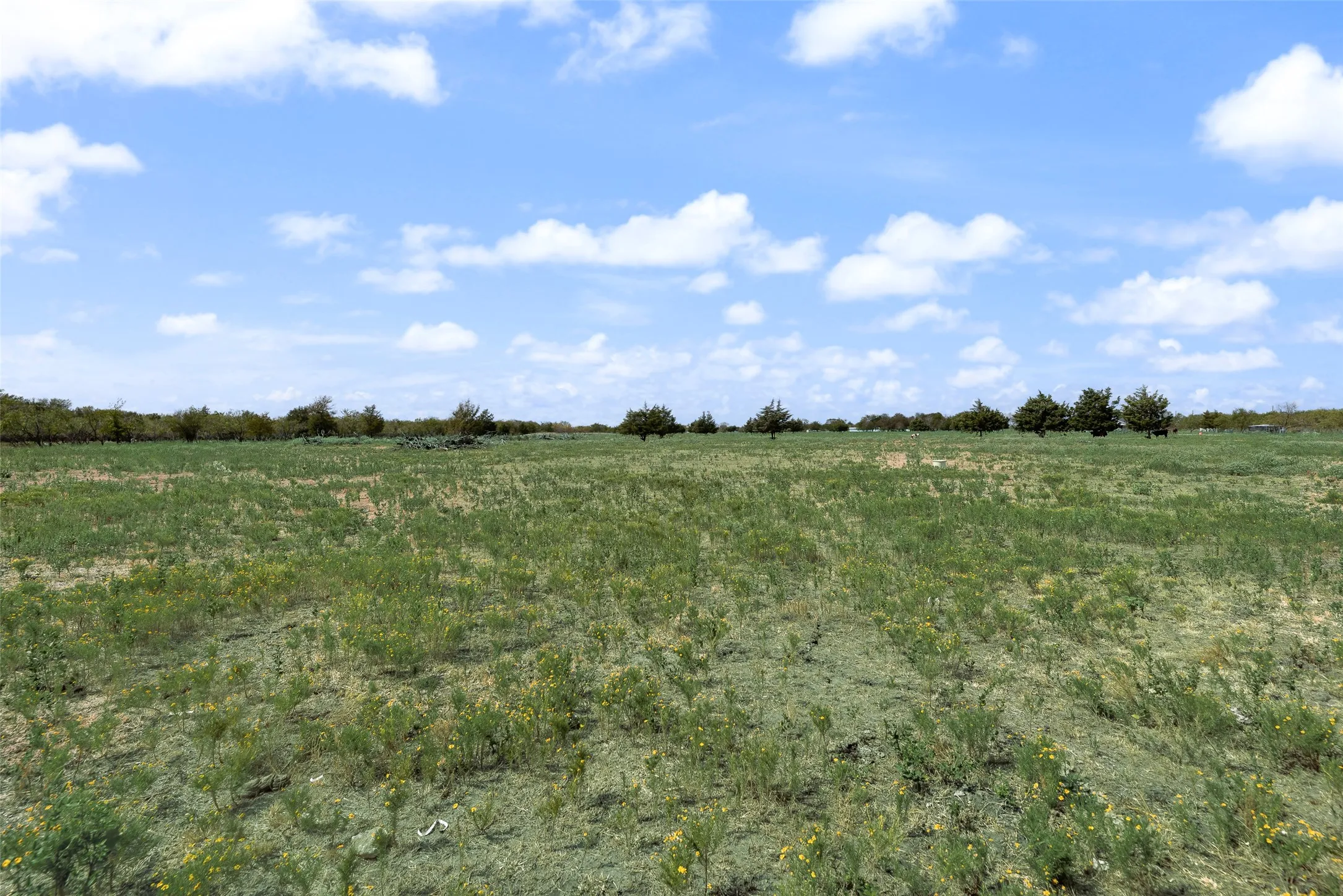 Expansive open field with natural ground cover and scattered trees along the perimeter