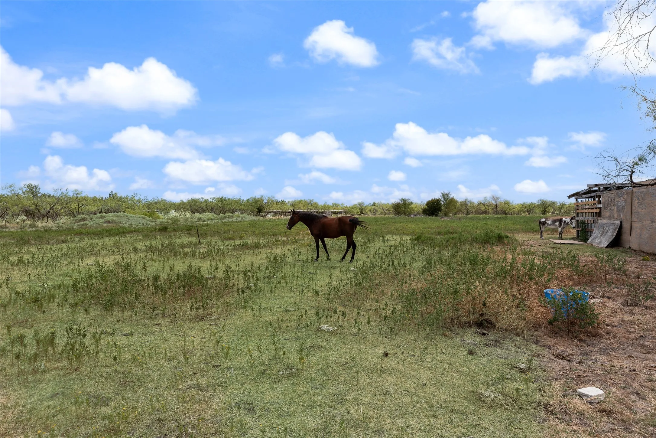 Expansive open pasture with scattered vegetation and a distant structure