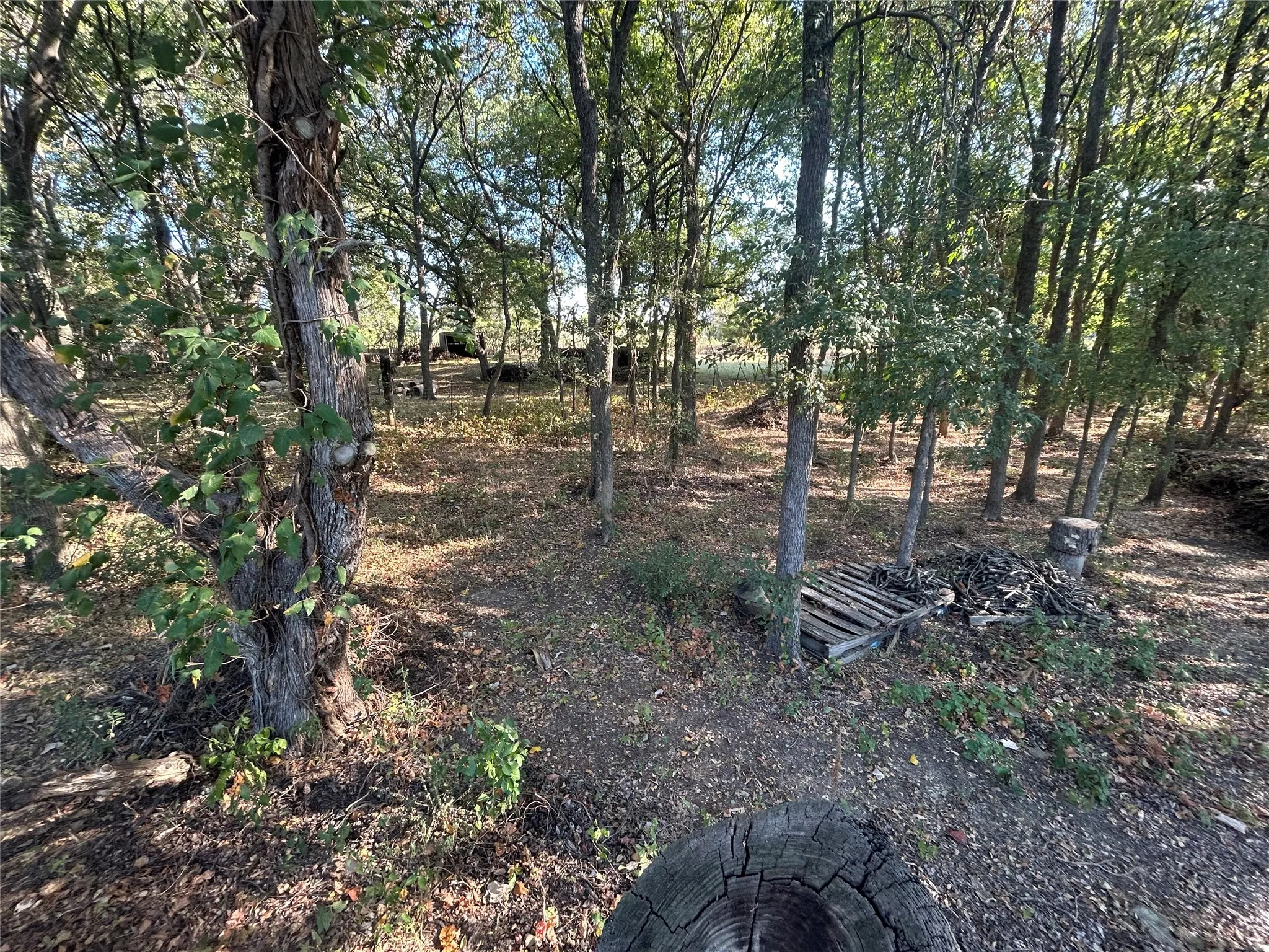 Wooded lot with mature trees and natural ground cover