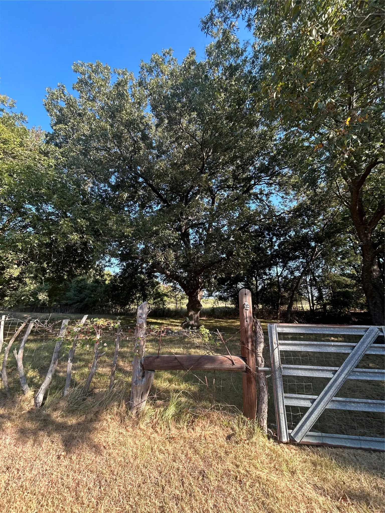 Mature trees, wire fencing, and a metal gate