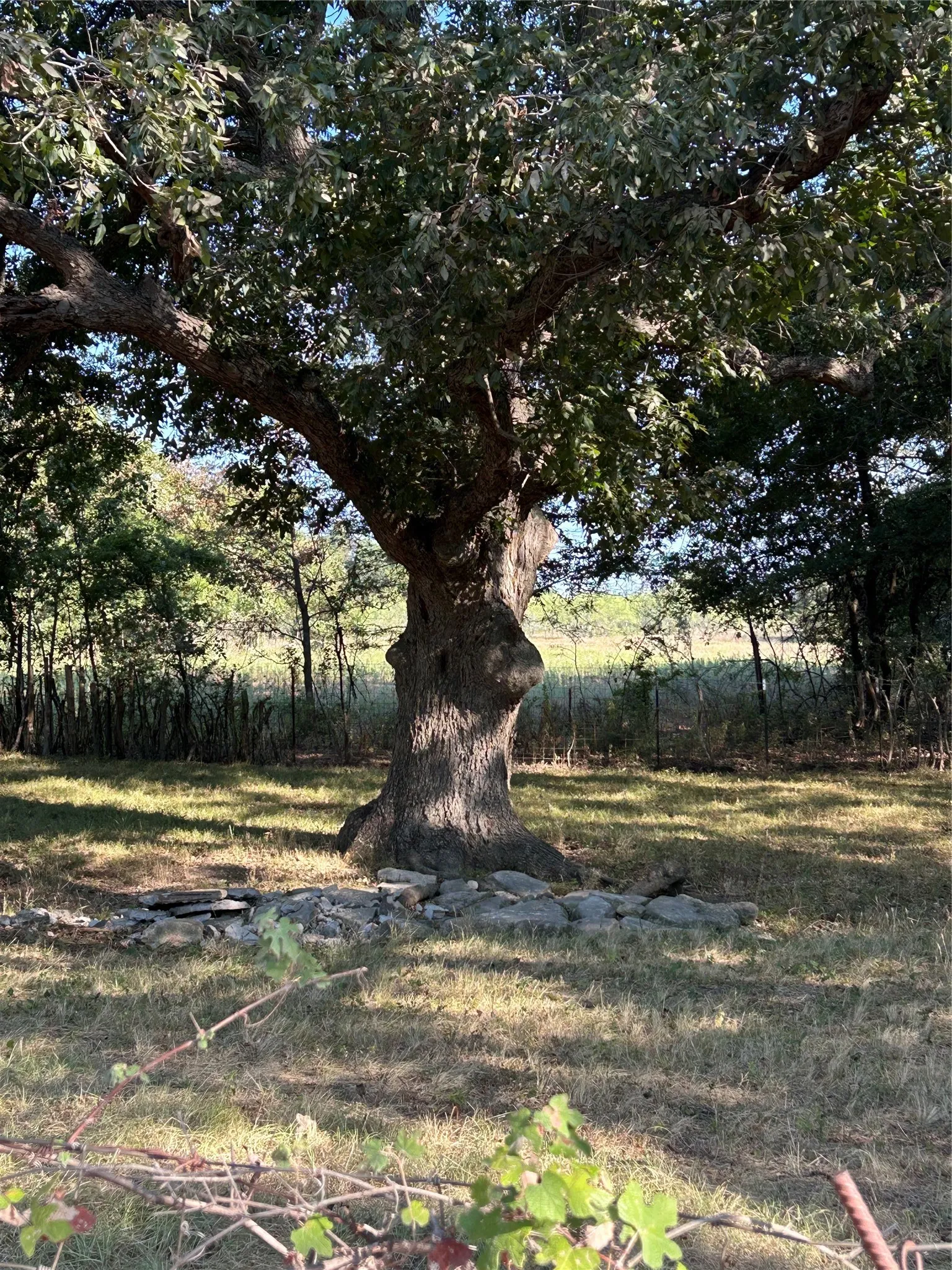 Mature tree with extensive canopy, natural ground cover, and surrounding foliage