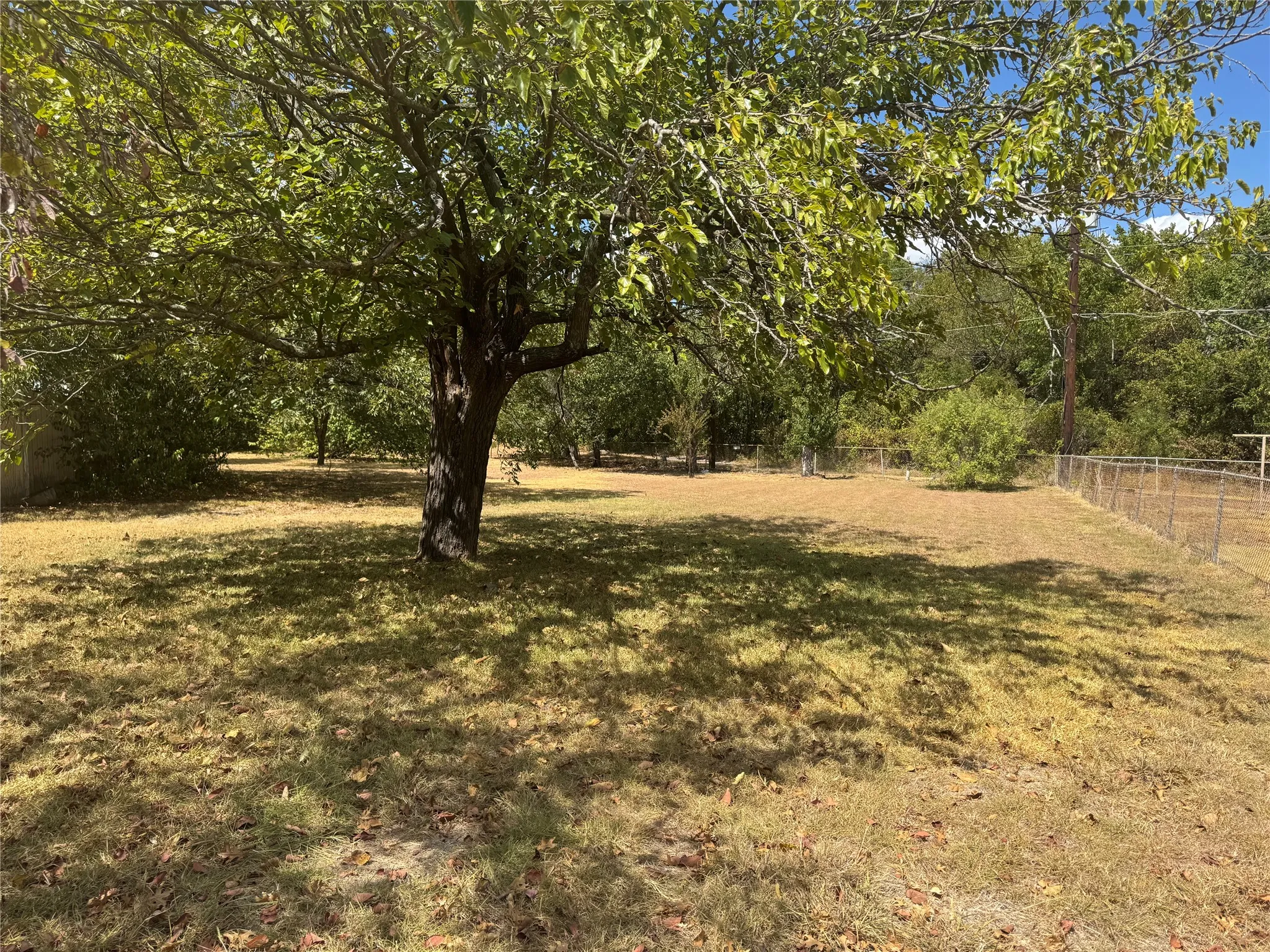 Mature tree providing shade, expansive lawn area, and chain-link fencing