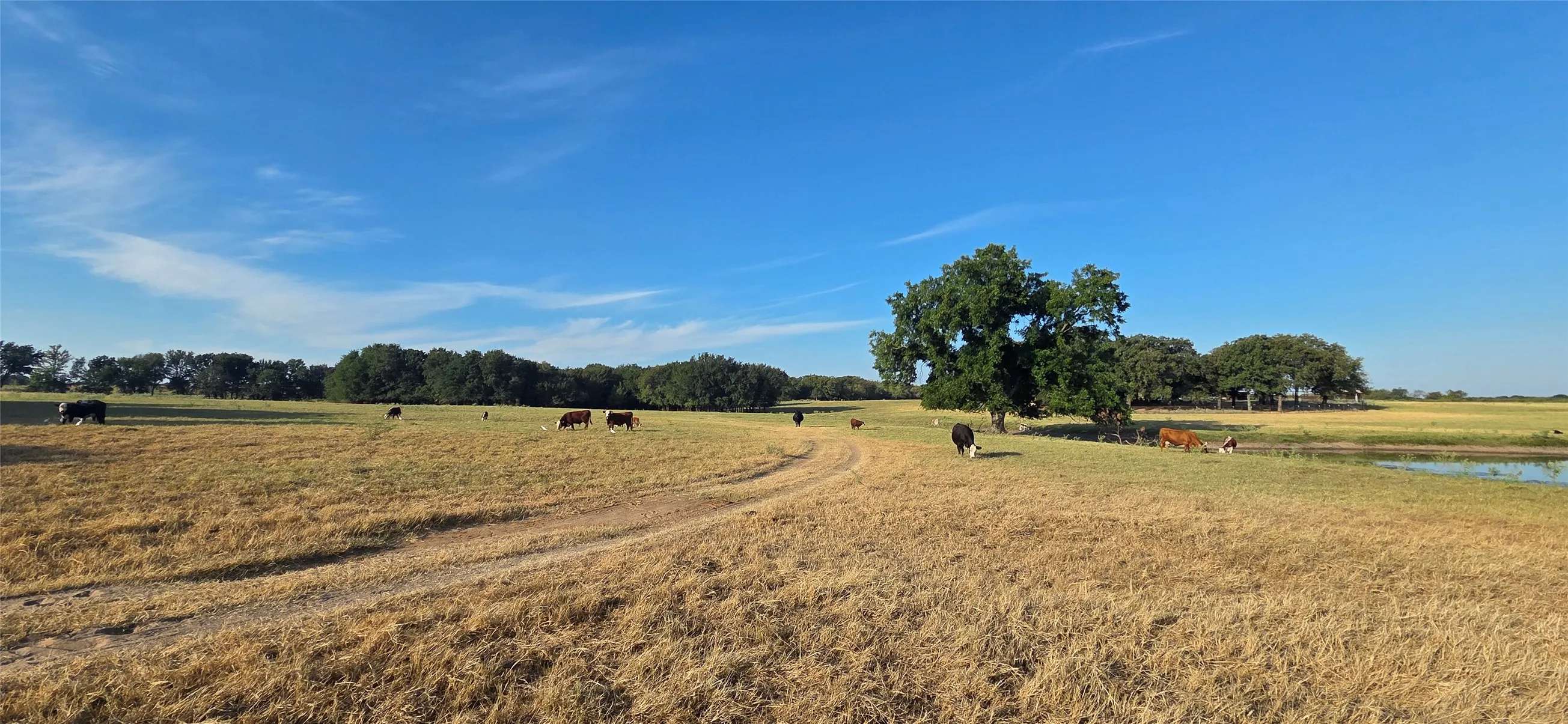 Expansive acreage featuring mature trees, dry grasses, and a natural pond