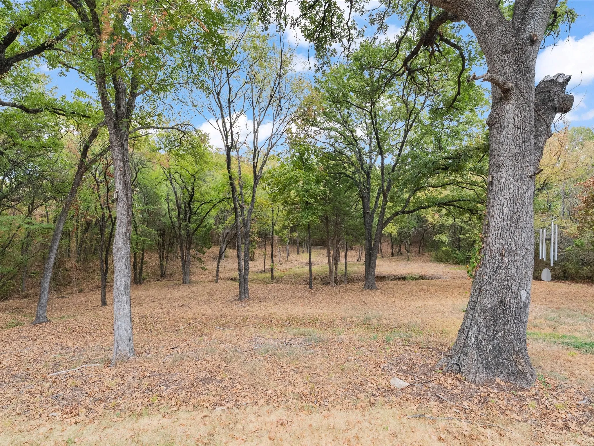 Wooded back yard