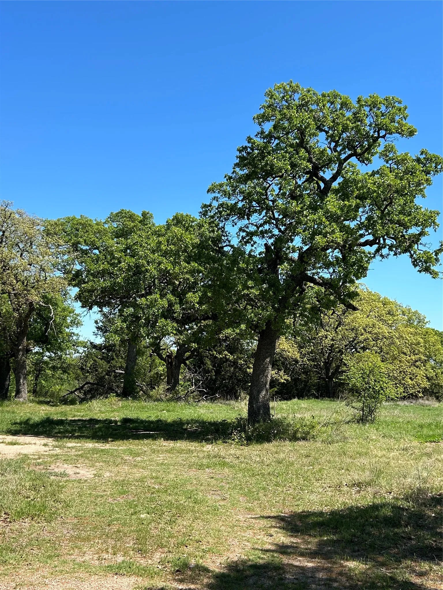 Unimproved Land For Sale in Montague County , 3270 Upper Montague Road, Bowie, Texas 76230, 0, 0, Garage spaces, 0 Sqft, built in 0, mls#21393557, Real Estate Agent in Bowie, Homes For Sale in Montague county, Homes For Sale in Bowie, Realtor in Bowie Texas, Real Estate Brokerage Independent Realty Texas, Luminita Cordes Realtor
