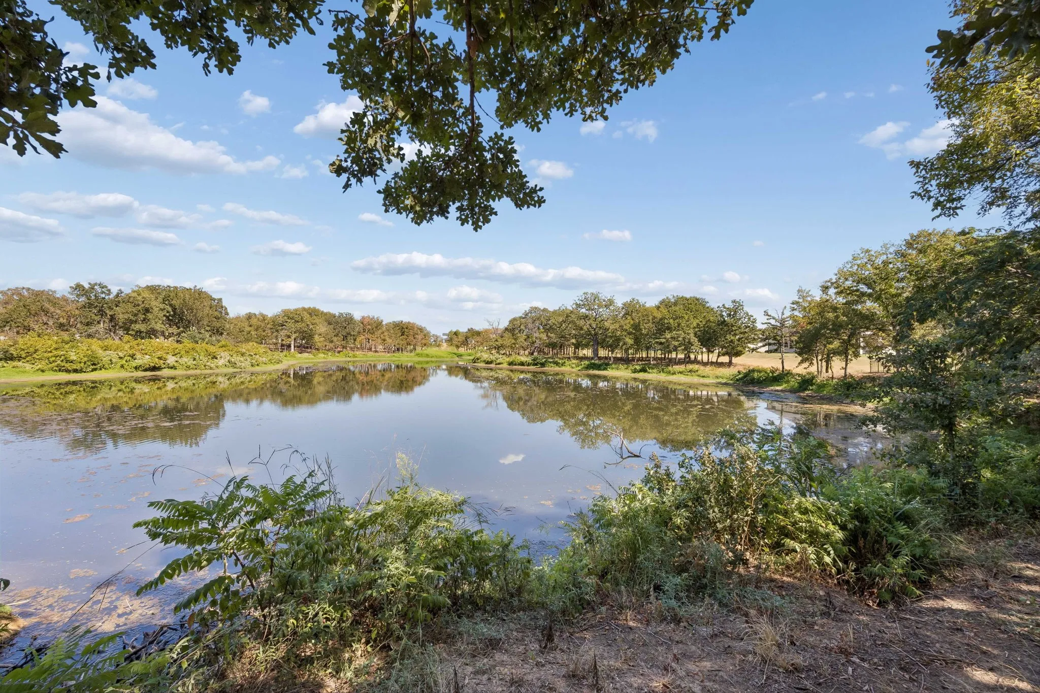 Pond with a reflective surface surrounded by diverse trees and natural vegetation under a clear sky