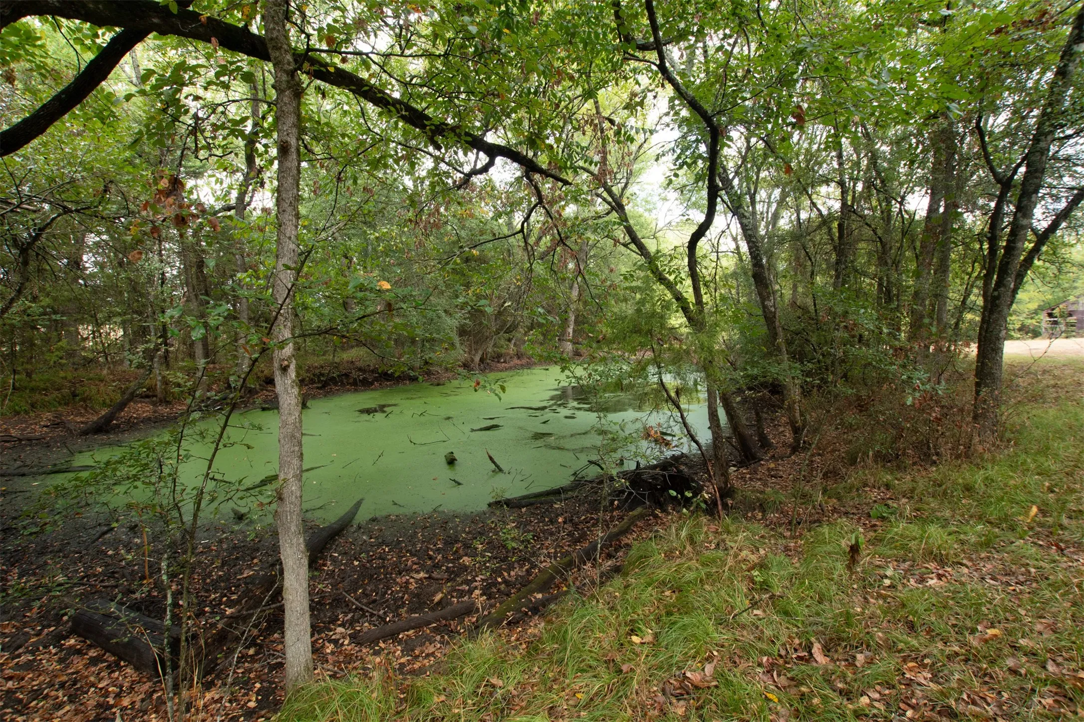 Unimproved Land For Sale in Hunt County , TBD County Road 3226, Lone Oak, Texas 75453, 0, 0, Garage spaces, 0 Sqft, built in 0, mls#21394627, Real Estate Agent in Lone Oak, Homes For Sale in Hunt county, Homes For Sale in Lone Oak, Realtor in Lone Oak Texas, Real Estate Brokerage Independent Realty Texas, Luminita Cordes Realtor