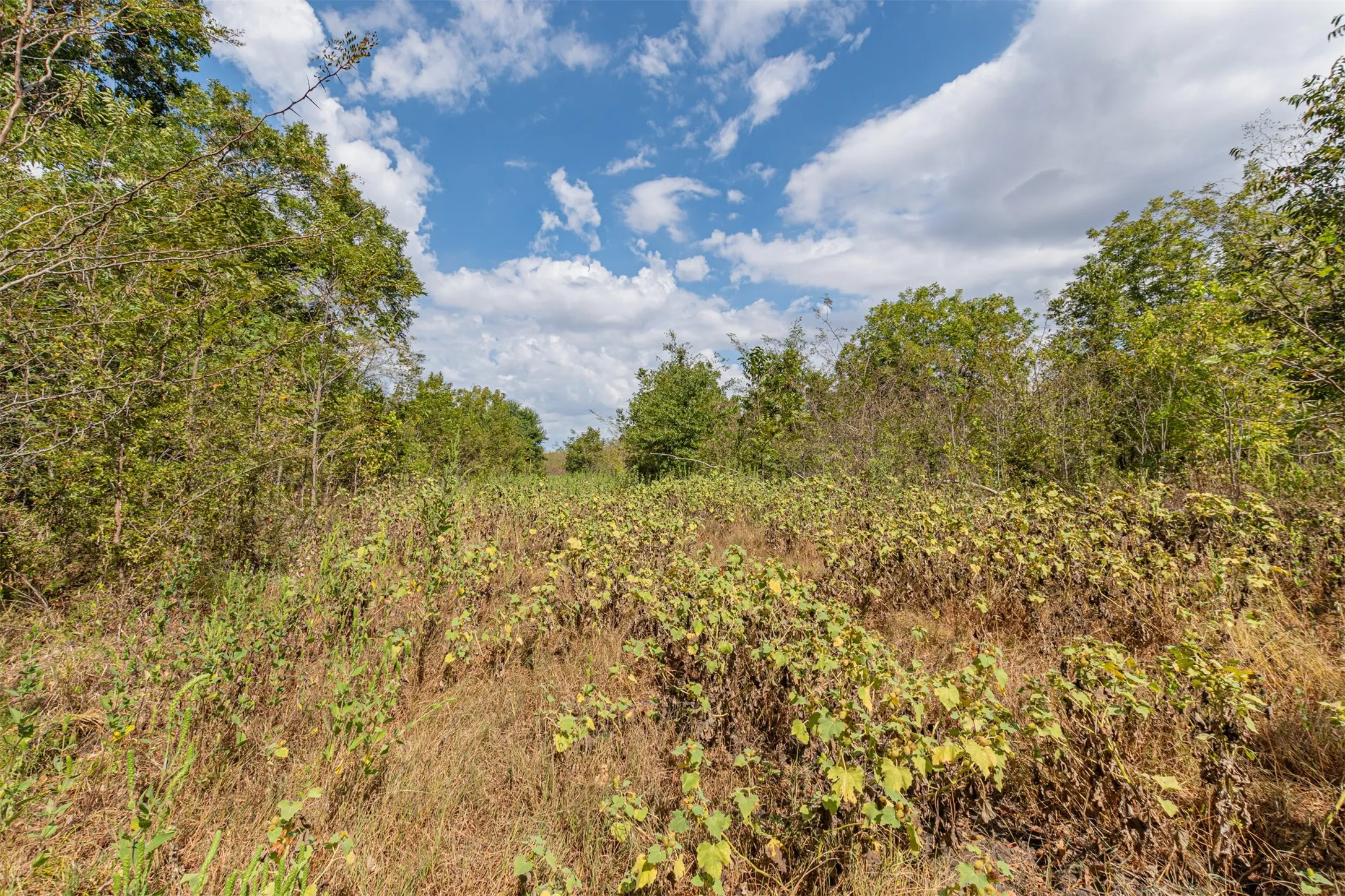 Unimproved Land For Sale in Hunt County , TBD County Road 3226, Lone Oak, Texas 75453, 0, 0, Garage spaces, 0 Sqft, built in 0, mls#21394627, Real Estate Agent in Lone Oak, Homes For Sale in Hunt county, Homes For Sale in Lone Oak, Realtor in Lone Oak Texas, Real Estate Brokerage Independent Realty Texas, Luminita Cordes Realtor