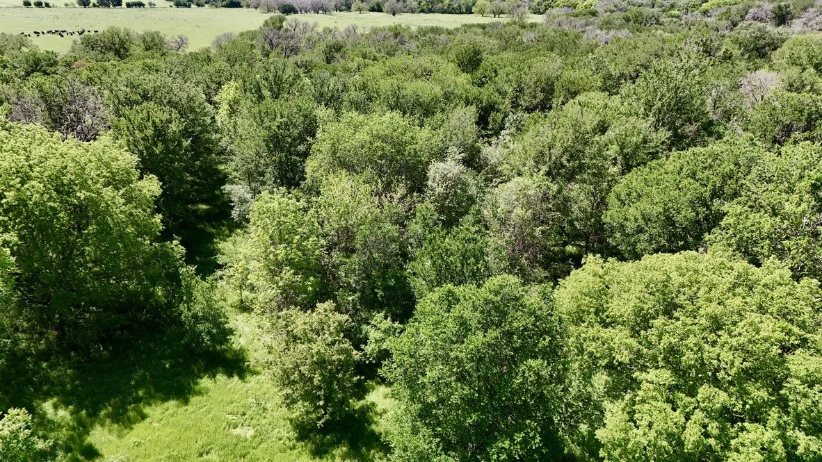 Unimproved Land For Sale in Bosque County , 2031 County Road 3310, Valley Mills, Texas 76689, 0, 0, Garage spaces, 0 Sqft, built in 0, mls#21394764, Real Estate Agent in Valley Mills, Homes For Sale in Bosque county, Homes For Sale in Valley Mills, Realtor in Valley Mills Texas, Real Estate Brokerage Independent Realty Texas, Luminita Cordes Realtor