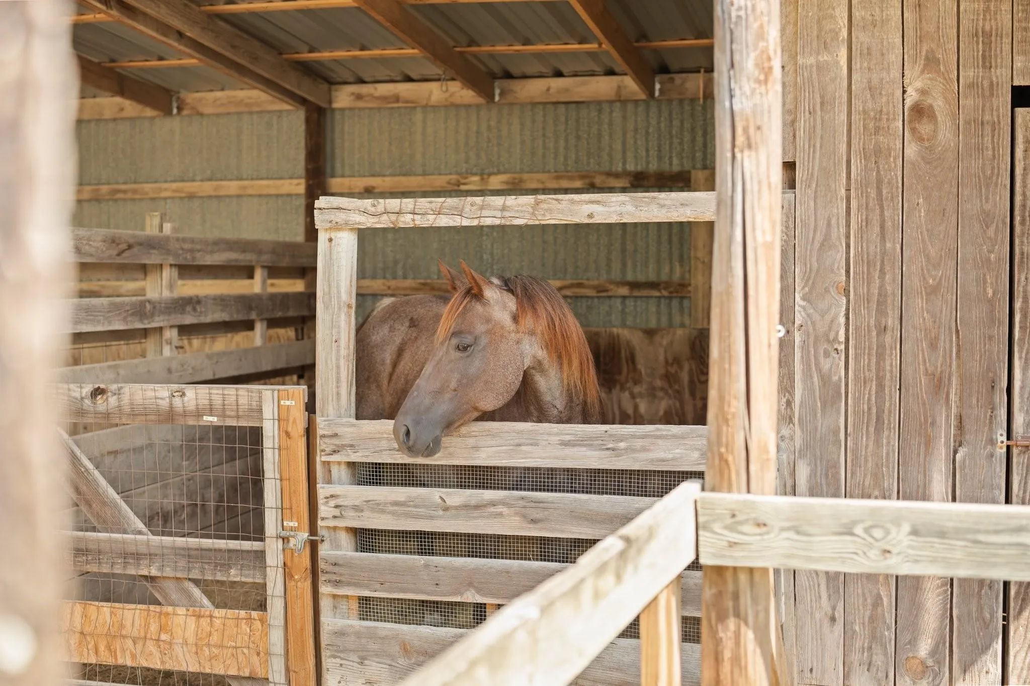 Turnkey for both you and your animals!! Horses, goats, cows, chickens, you name it!
