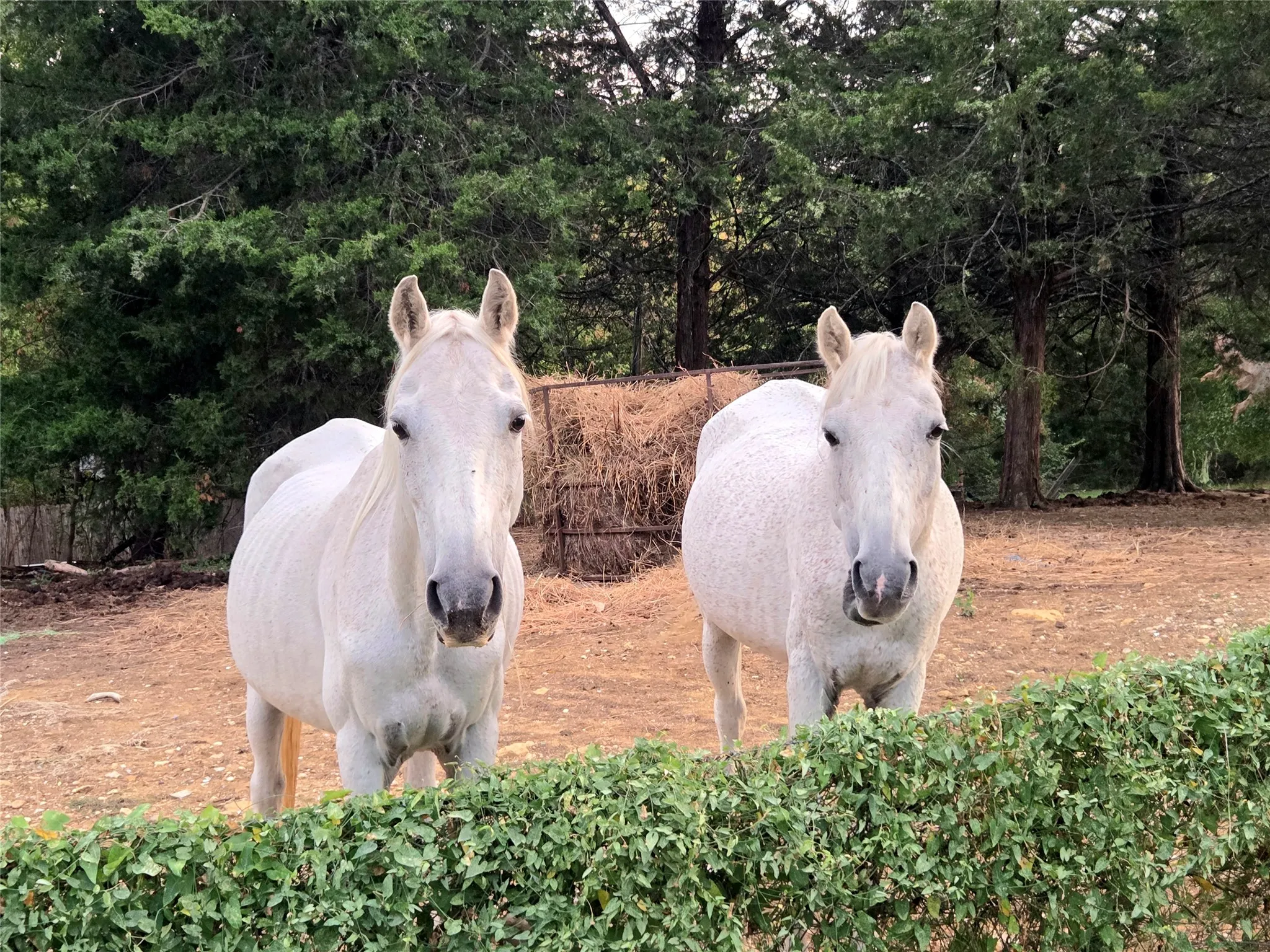 Your neighbors across the street.