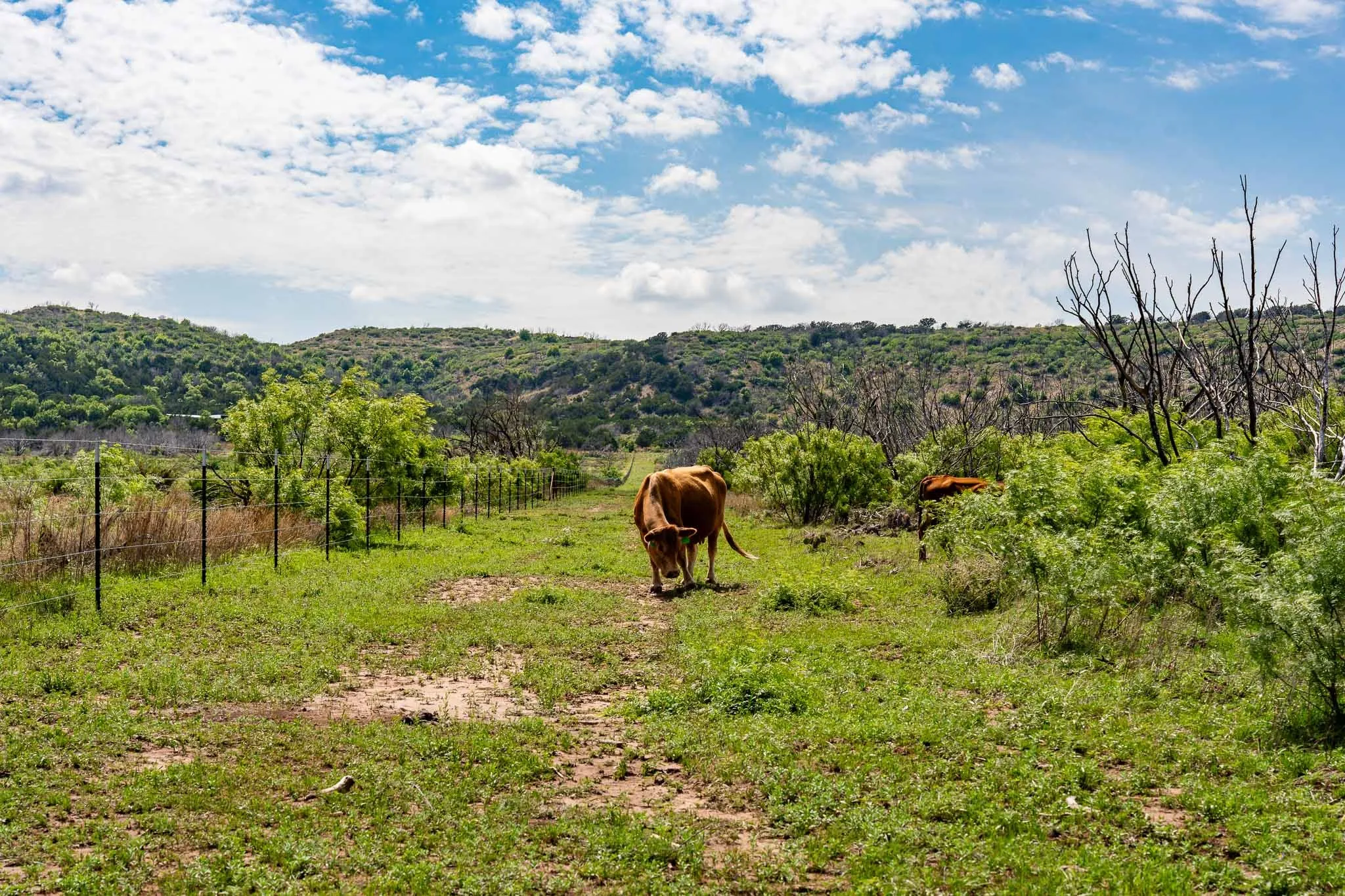 Unimproved Land For Sale in Taylor County , 1034 Braune Road, Abilene, Texas 79603, 0, 0, Garage spaces, 0 Sqft, built in 0, mls#21395399, Real Estate Agent in Abilene, Homes For Sale in Taylor county, Homes For Sale in Abilene, Realtor in Abilene Texas, Real Estate Brokerage Independent Realty Texas, Luminita Cordes Realtor