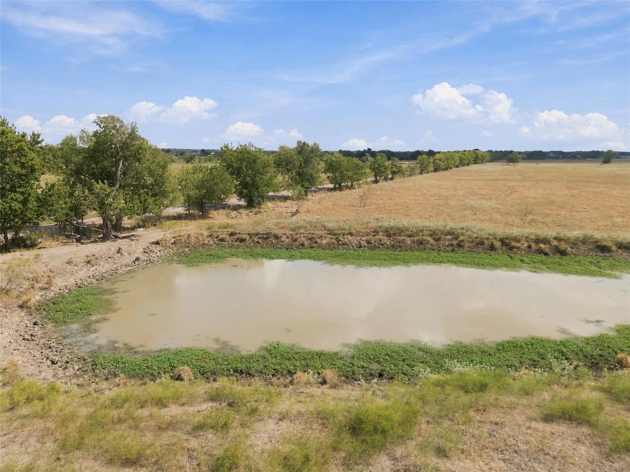Water feature with natural vegetation, bordered by a line of mature trees and open fields