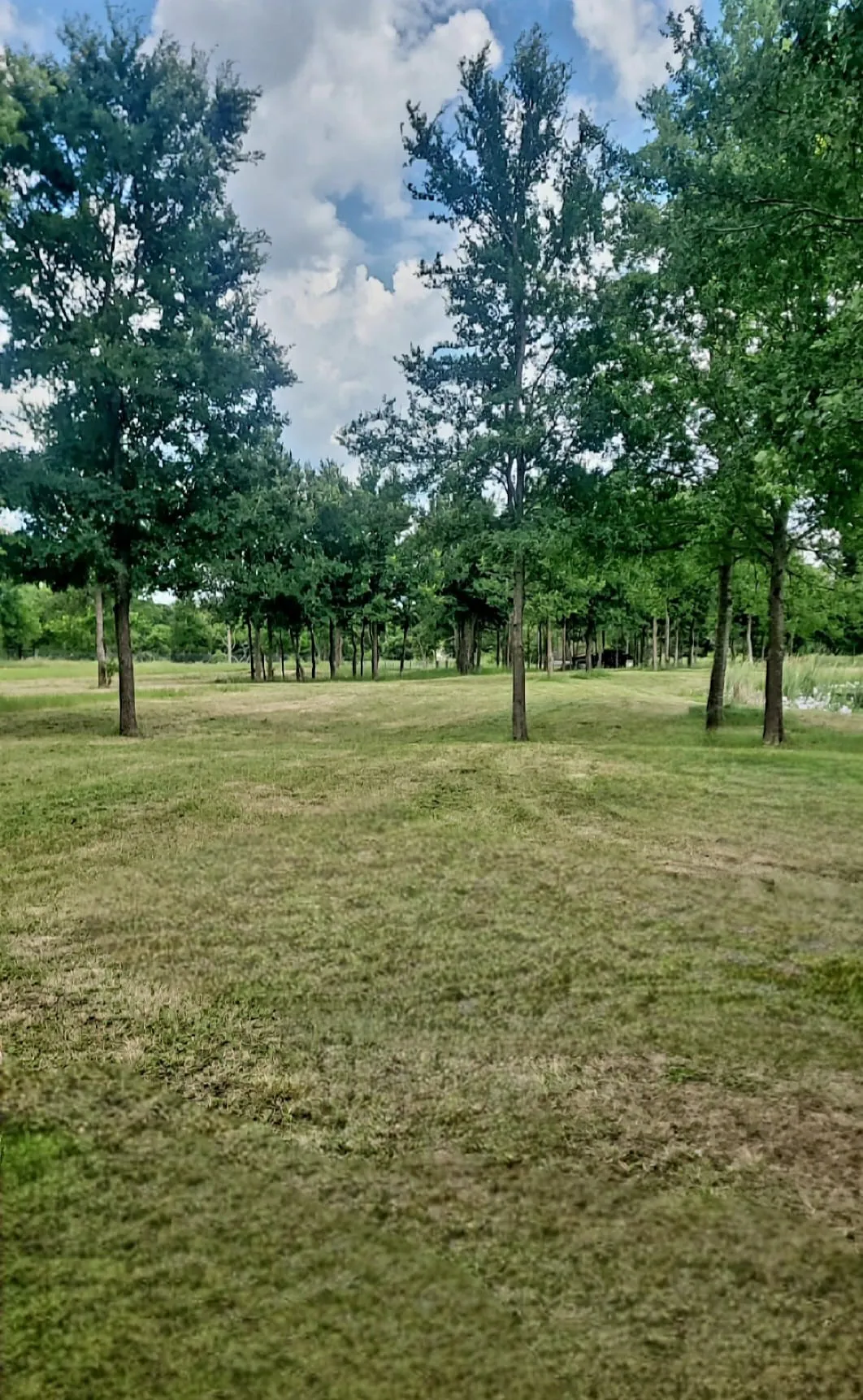 Unimproved Land For Sale in Navarro County , 119892 Southwest 2384, Richland, Texas 76681, 0, 0, Garage spaces, 0 Sqft, built in 0, mls#21395616, Real Estate Agent in Richland, Homes For Sale in Navarro county, Homes For Sale in Richland, Realtor in Richland Texas, Real Estate Brokerage Independent Realty Texas, Luminita Cordes Realtor