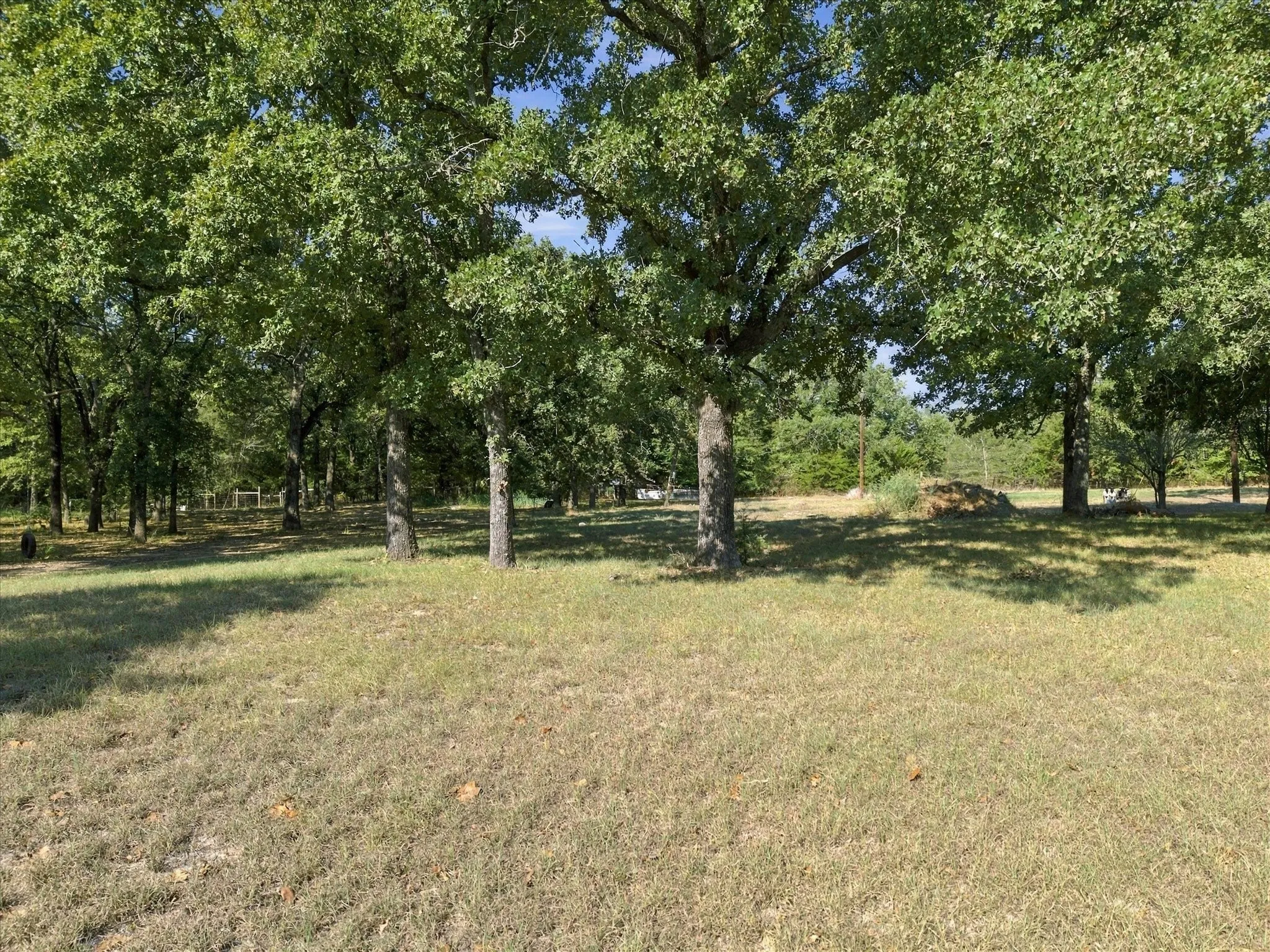 Mature trees providing natural shade
