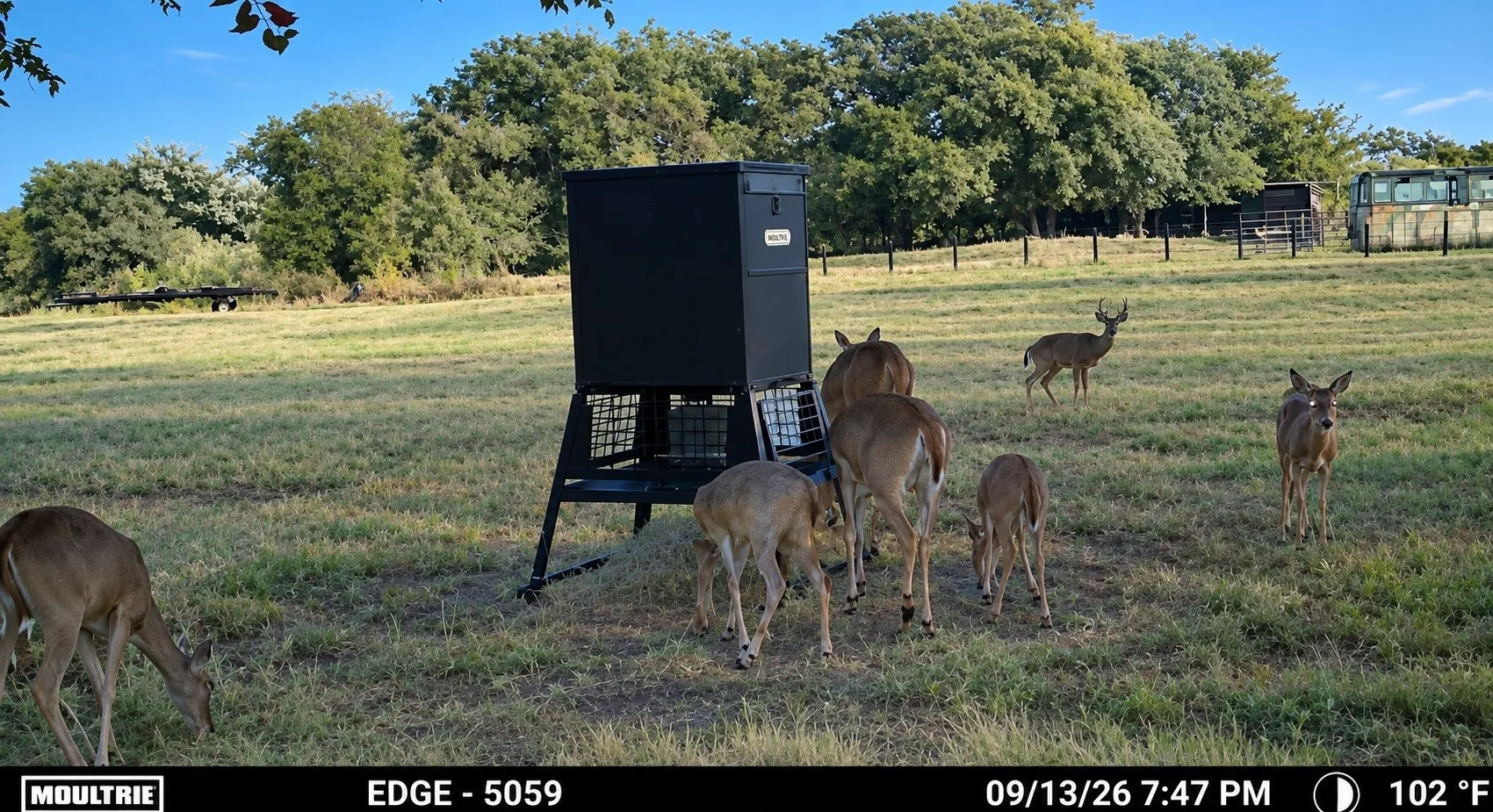 Deer grazing recently in the evening along the creek just below the home