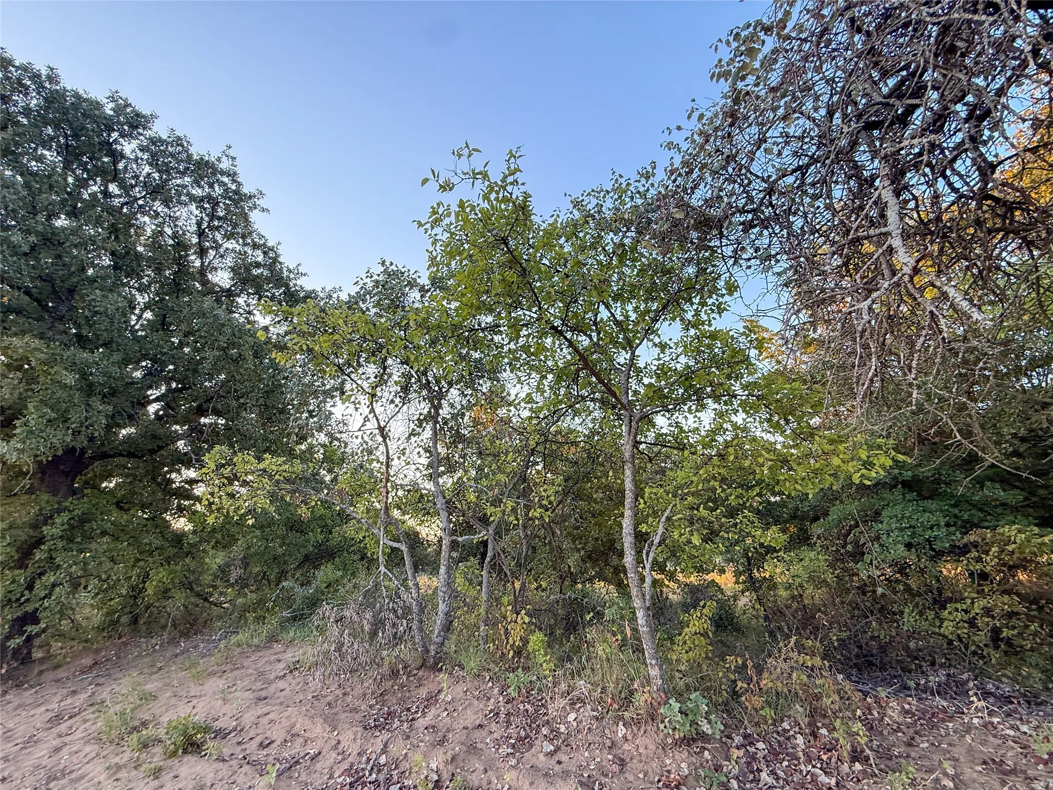 Unimproved Land For Sale in Wise County , 481 County Rd 1650, Chico, Texas 76431, 0, 0, Garage spaces, 0 Sqft, built in 0, mls#21395834, Real Estate Agent in Chico, Homes For Sale in Wise county, Homes For Sale in Chico, Realtor in Chico Texas, Real Estate Brokerage Independent Realty Texas, Luminita Cordes Realtor