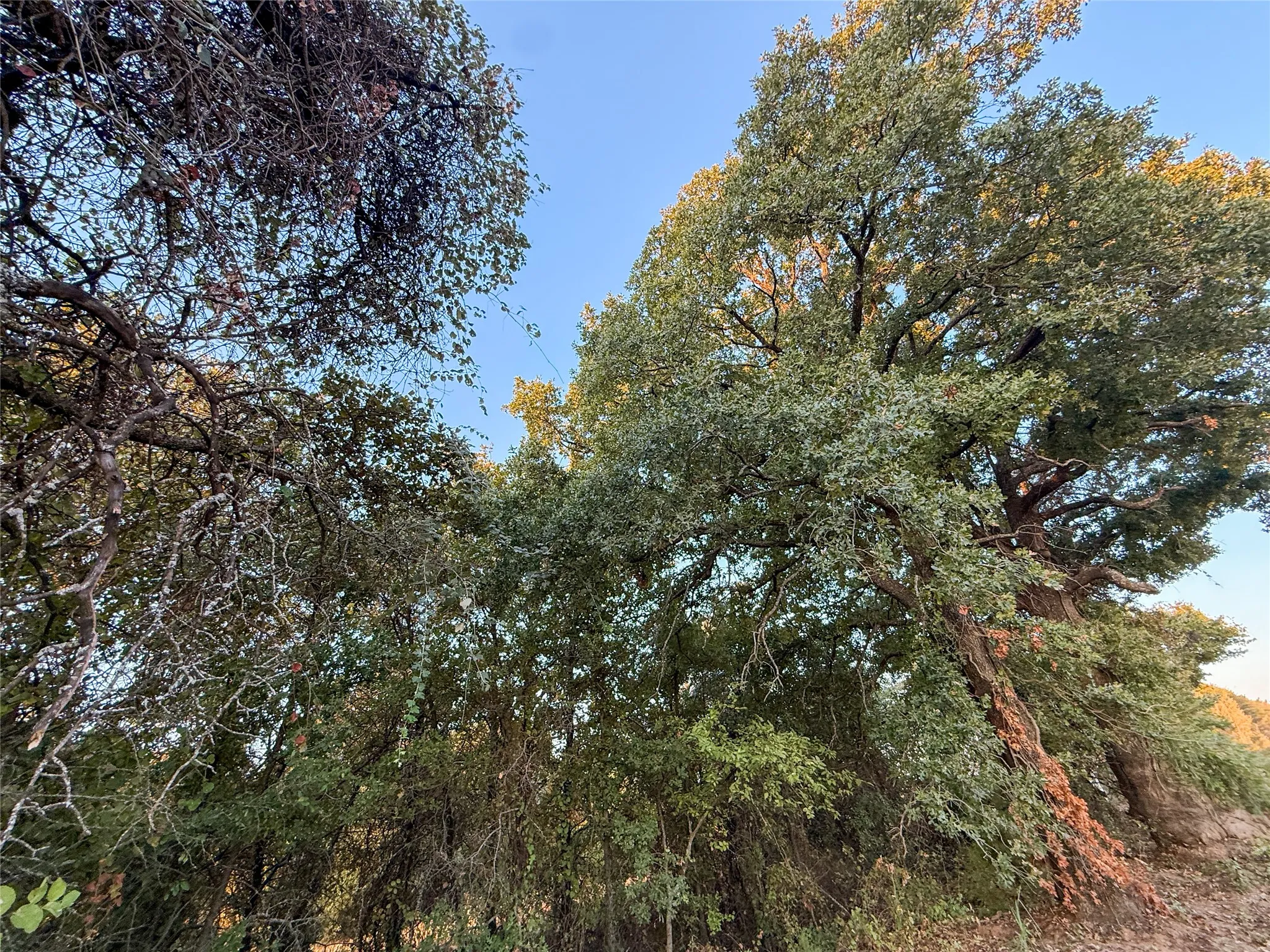 Unimproved Land For Sale in Wise County , 481 County Rd 1650, Chico, Texas 76431, 0, 0, Garage spaces, 0 Sqft, built in 0, mls#21395834, Real Estate Agent in Chico, Homes For Sale in Wise county, Homes For Sale in Chico, Realtor in Chico Texas, Real Estate Brokerage Independent Realty Texas, Luminita Cordes Realtor